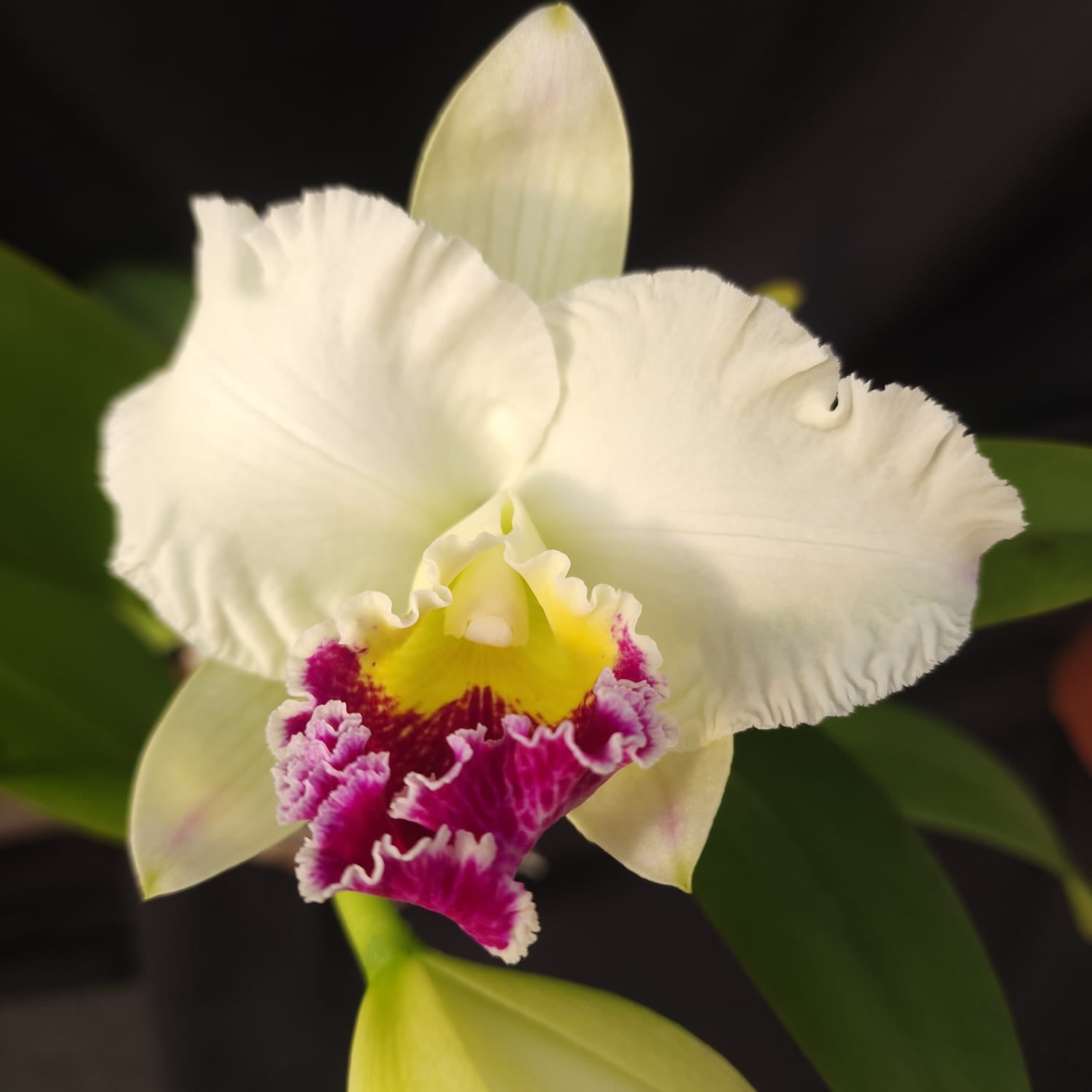 Mildred Rivers X Enid Moore | Orquídea Branca Com labelo pink intenso e amarelo