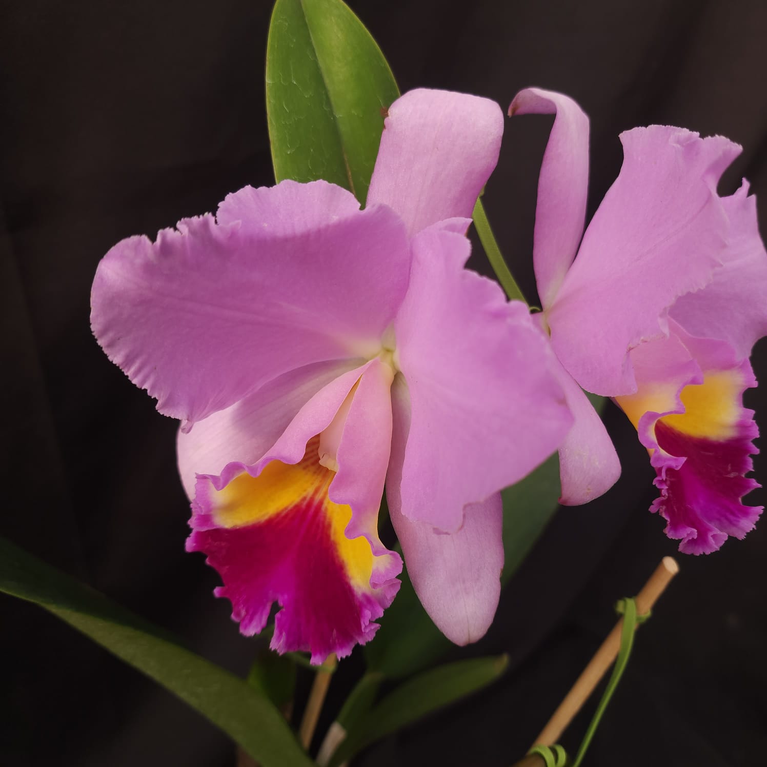 BLC Amy Wakasugi 'Yamanashi' | Orquídea