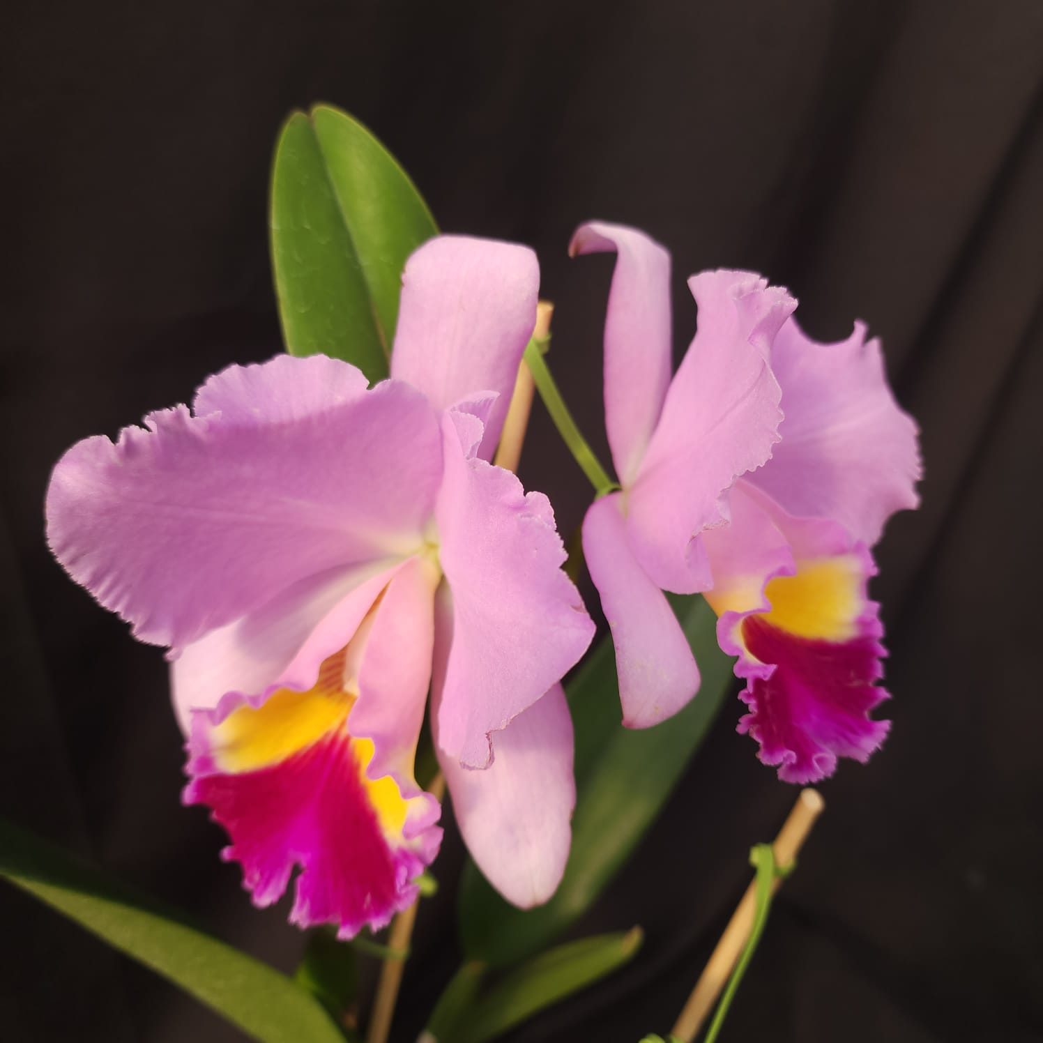 BLC Amy Wakasugi 'Yamanashi' | Orquídea