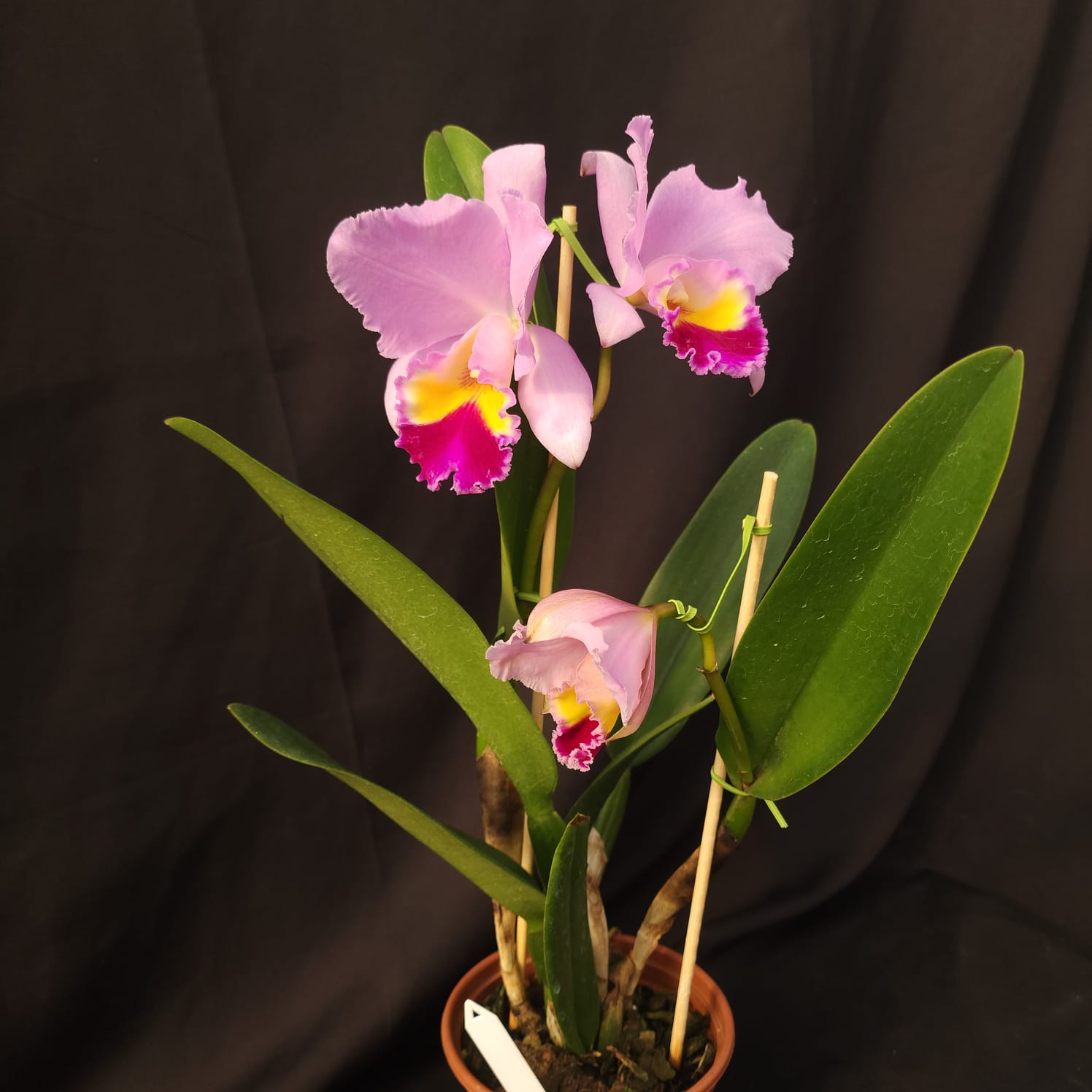 BLC Amy Wakasugi 'Yamanashi' | Orquídea