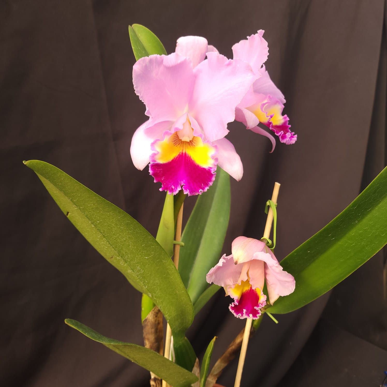 BLC Amy Wakasugi 'Yamanashi' | Orquídea