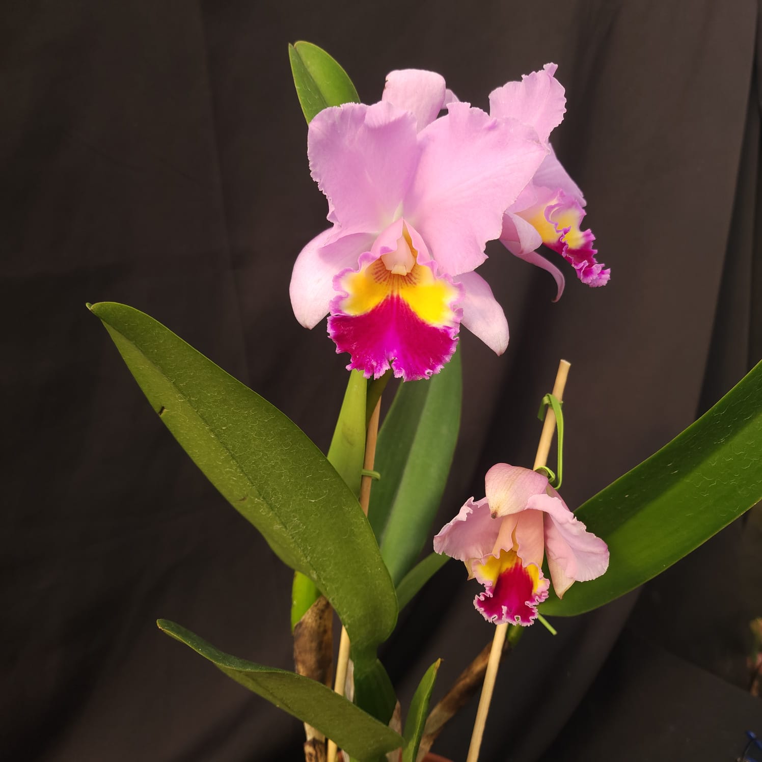 BLC Amy Wakasugi 'Yamanashi' | Orquídea