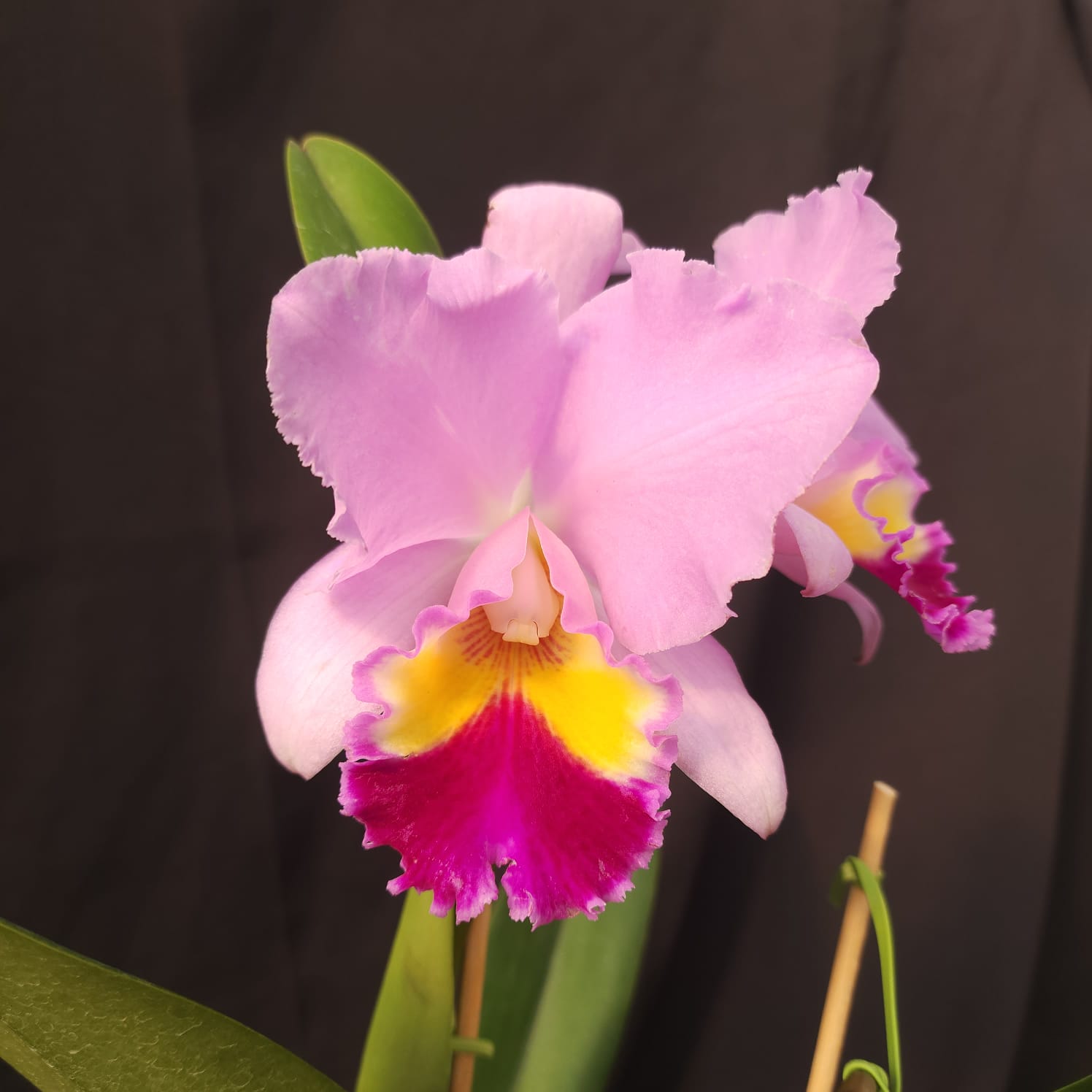 BLC Amy Wakasugi 'Yamanashi' | Orquídea