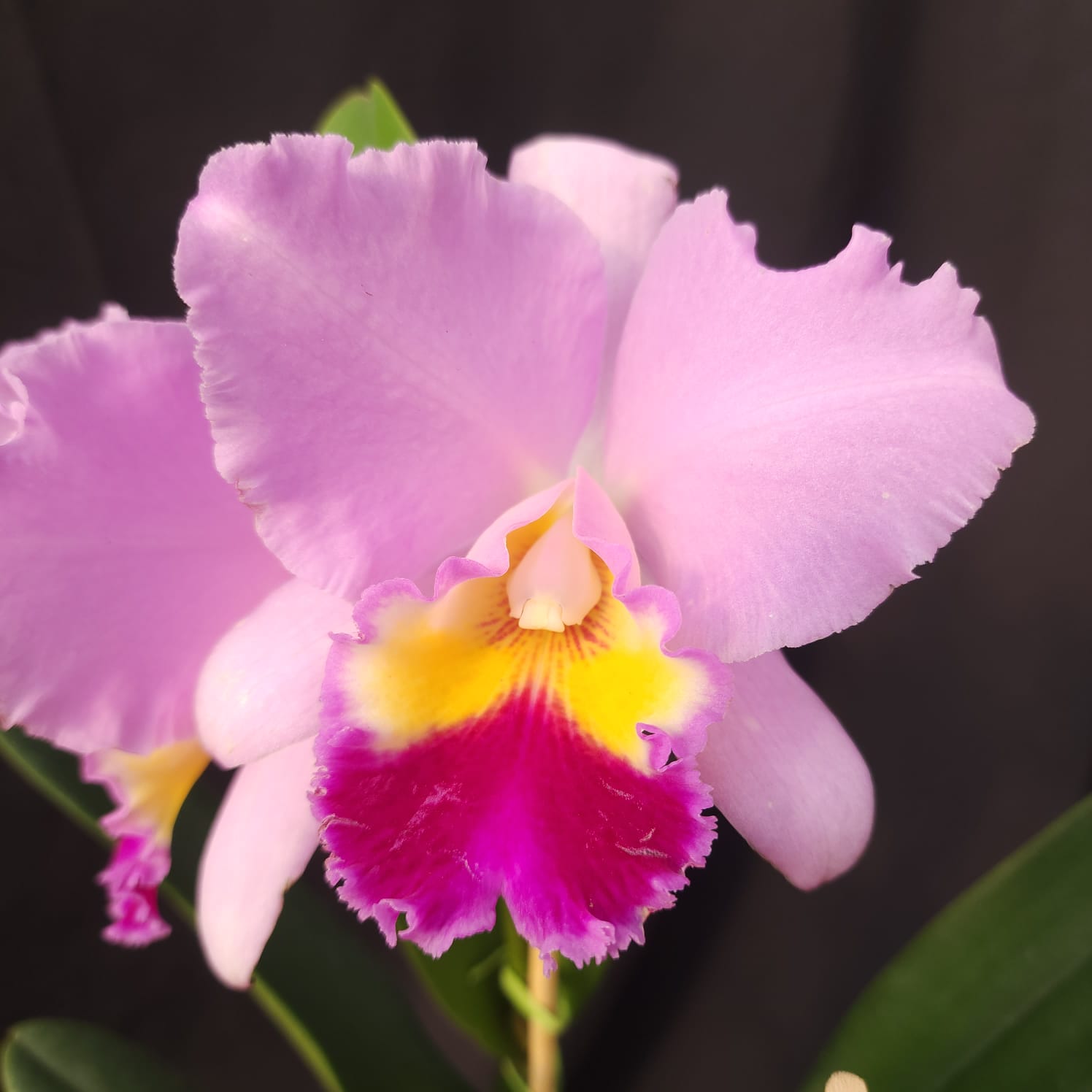BLC Amy Wakasugi 'Yamanashi' | Orquídea