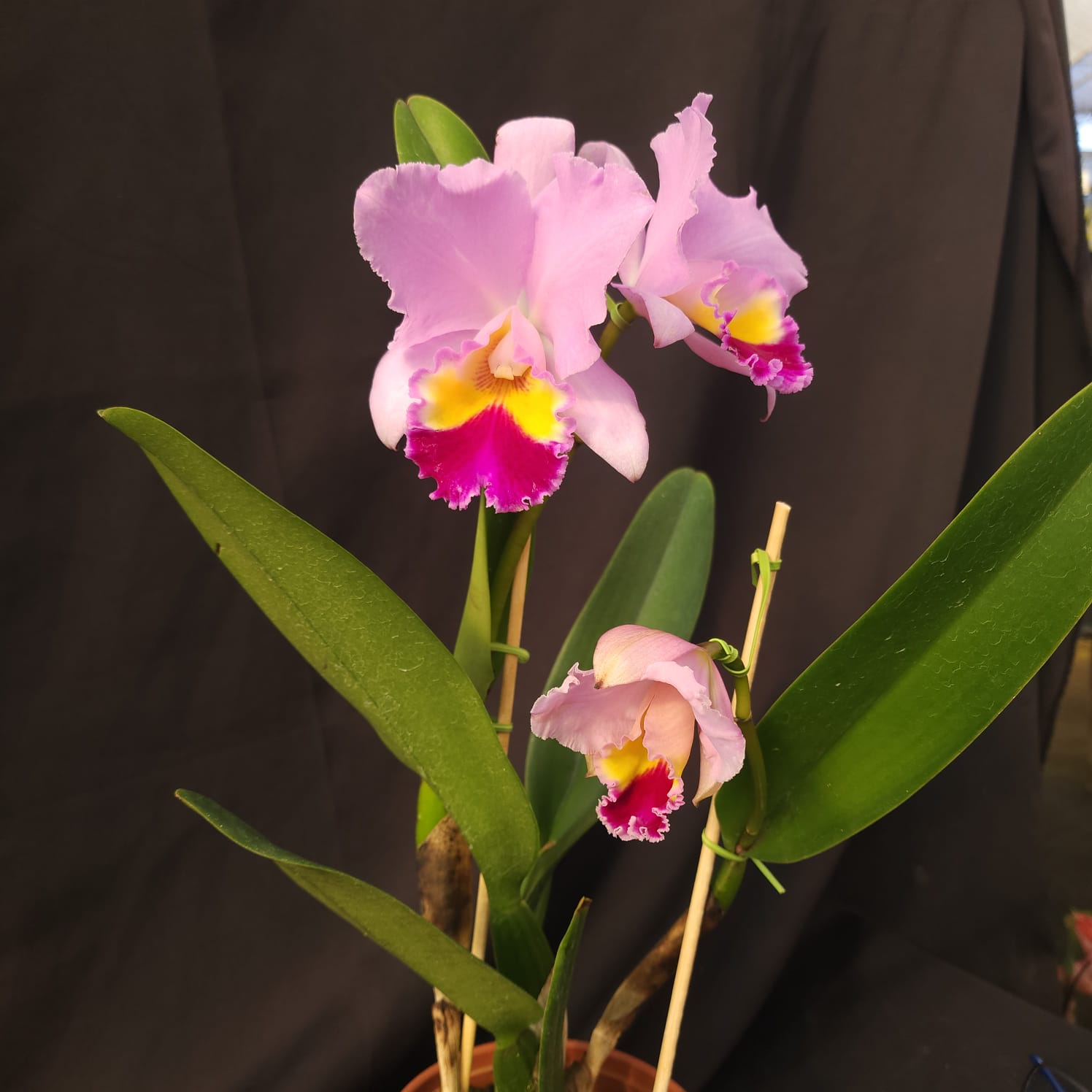 BLC Amy Wakasugi 'Yamanashi' | Orquídea