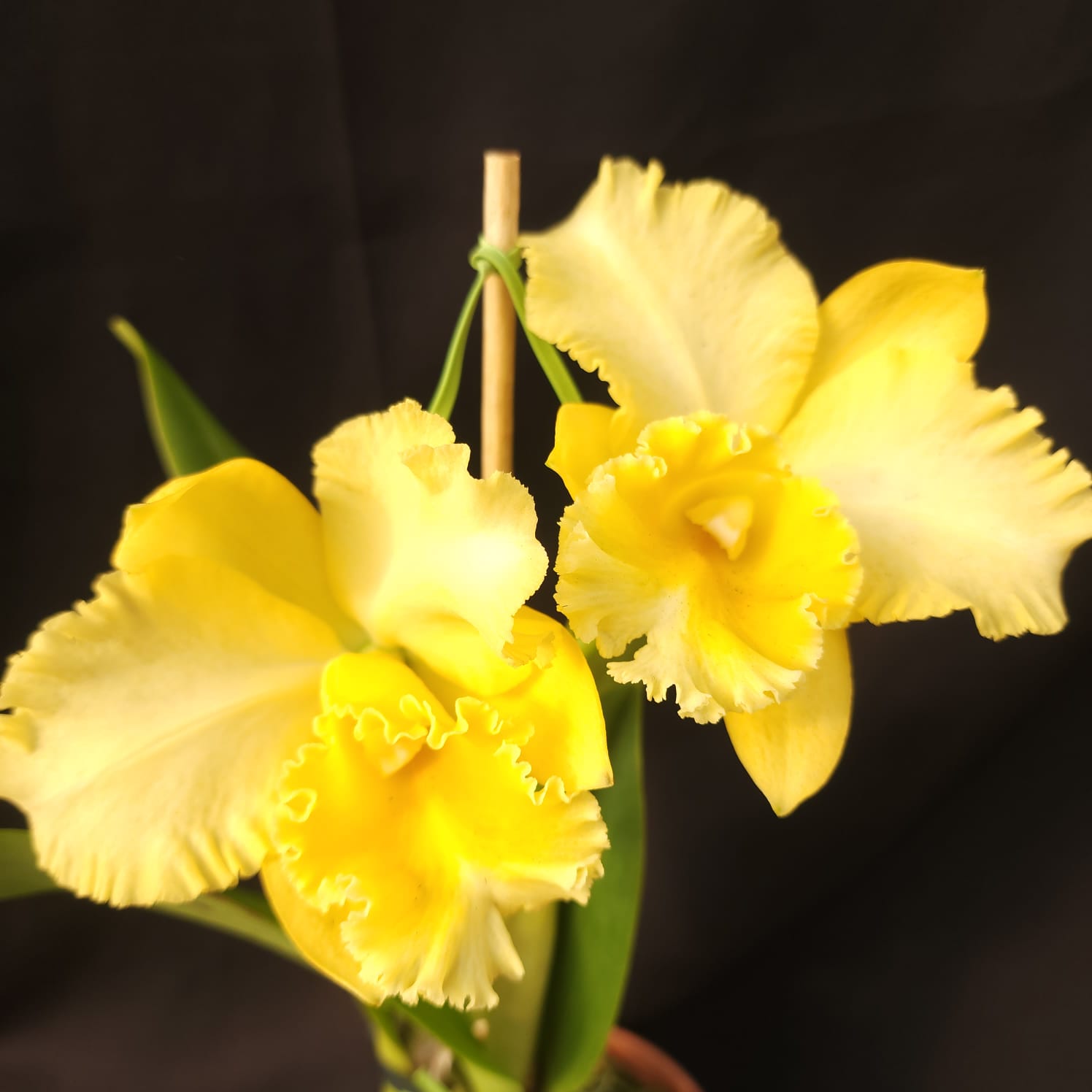 BLC Delta king | Orquídea Amarela
