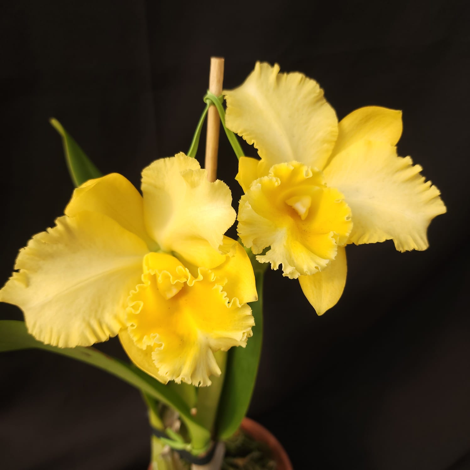 BLC Delta king | Orquídea Amarela