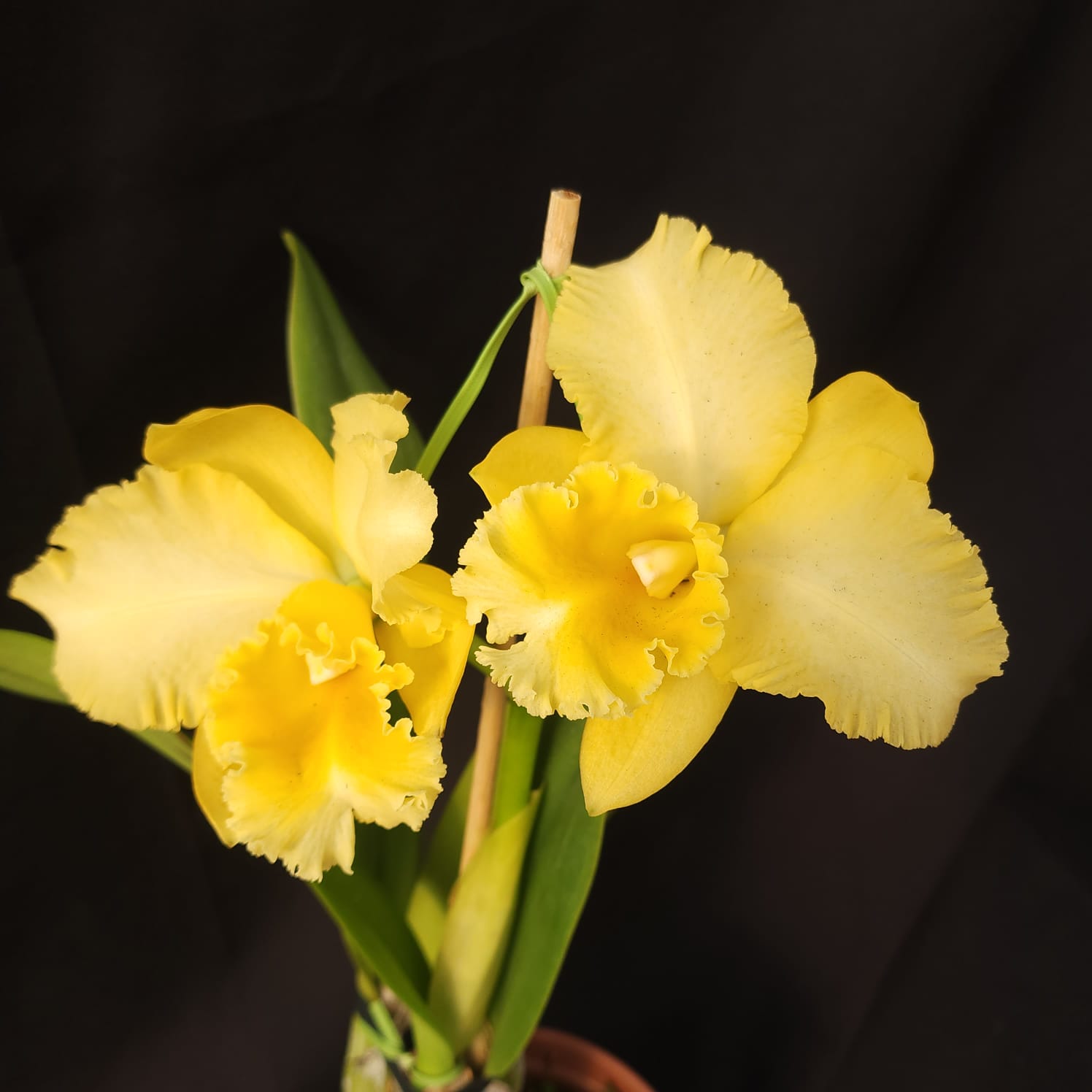 BLC Delta king | Orquídea Amarela