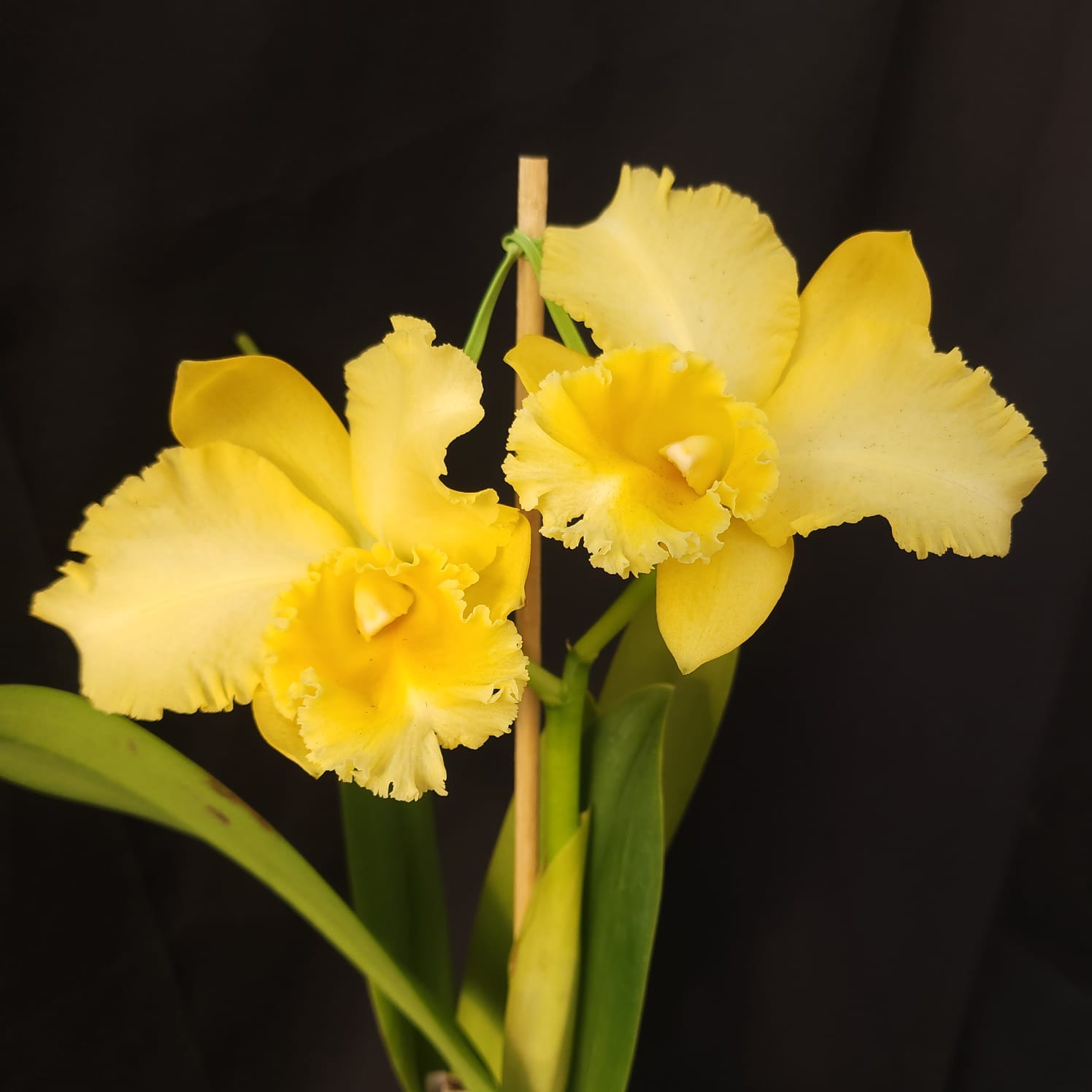BLC Delta king | Orquídea Amarela