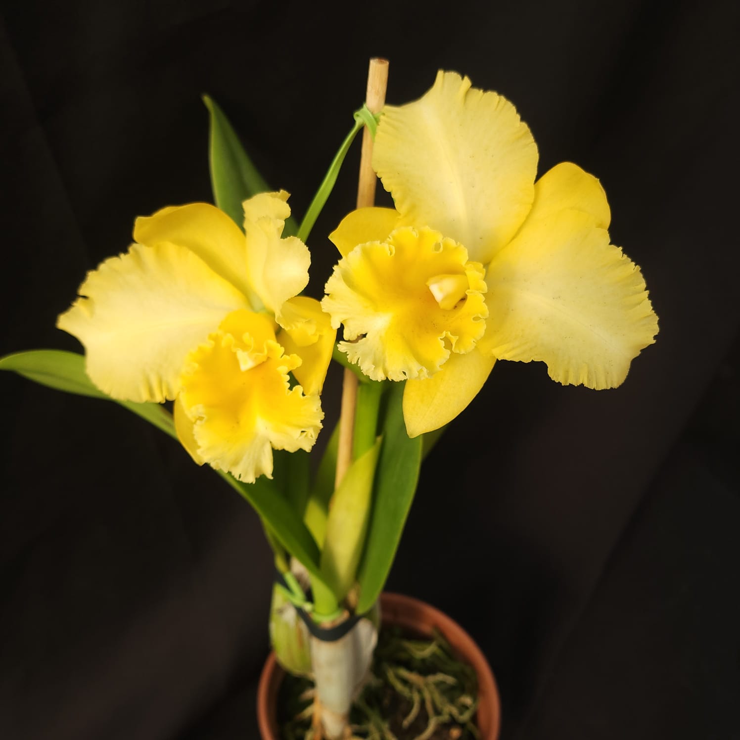 BLC Delta king | Orquídea Amarela