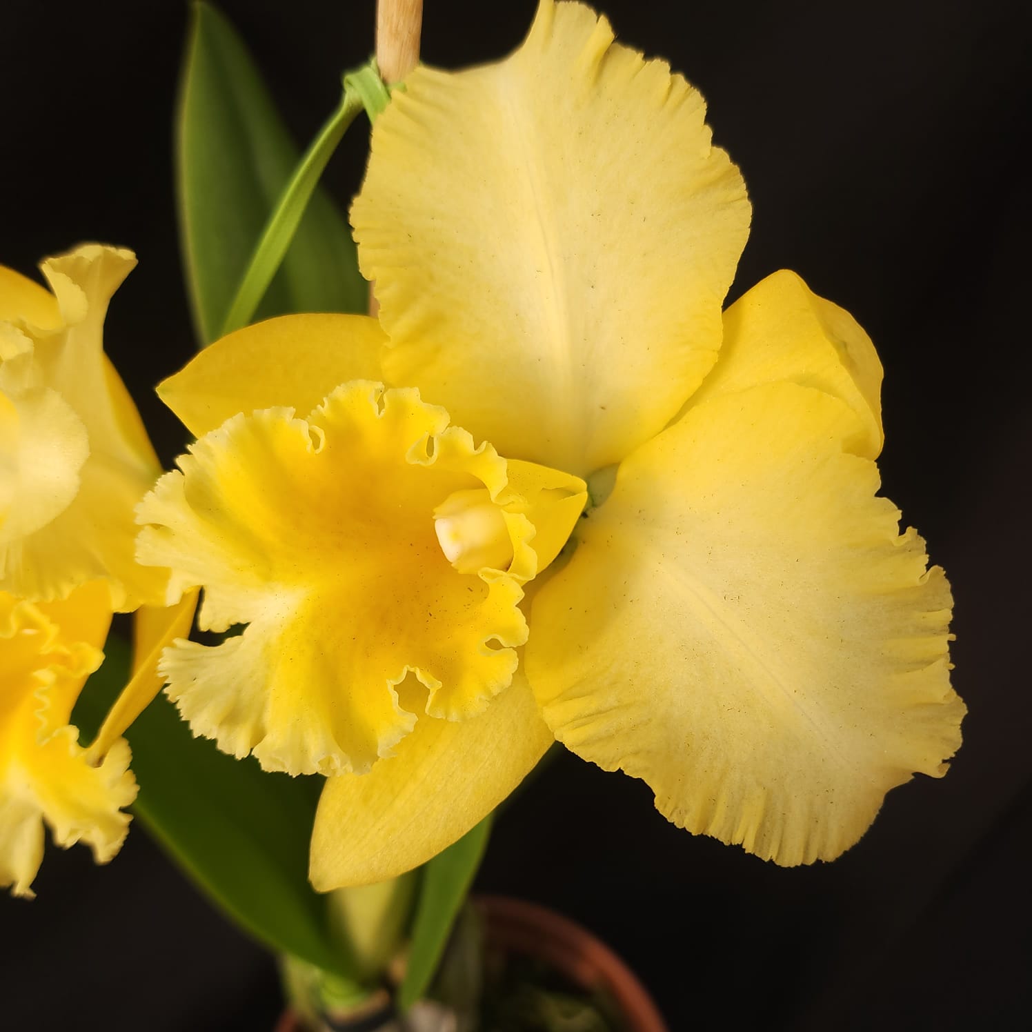 BLC Delta king | Orquídea Amarela