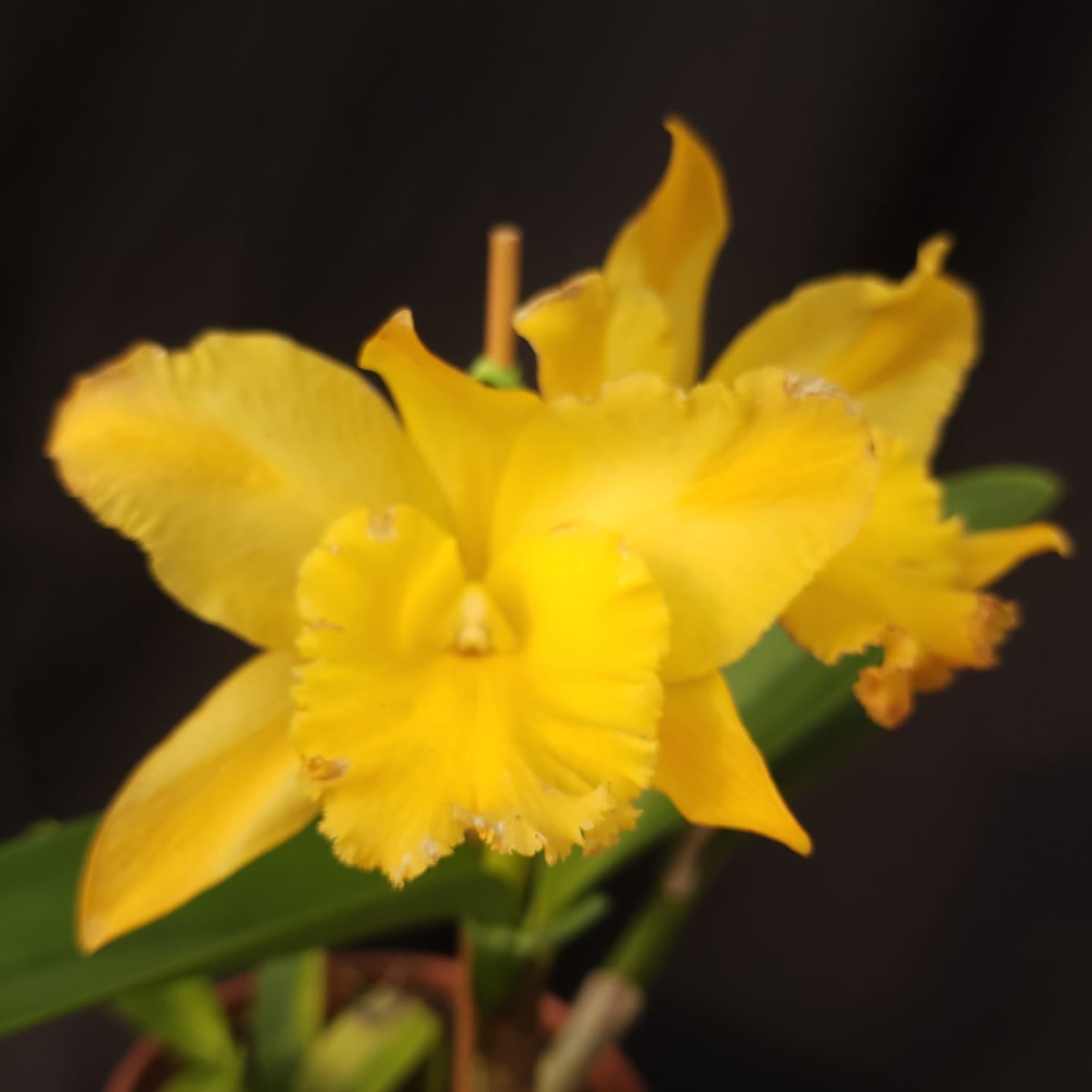 BLC Golden Stripes | Orquídea Amarela