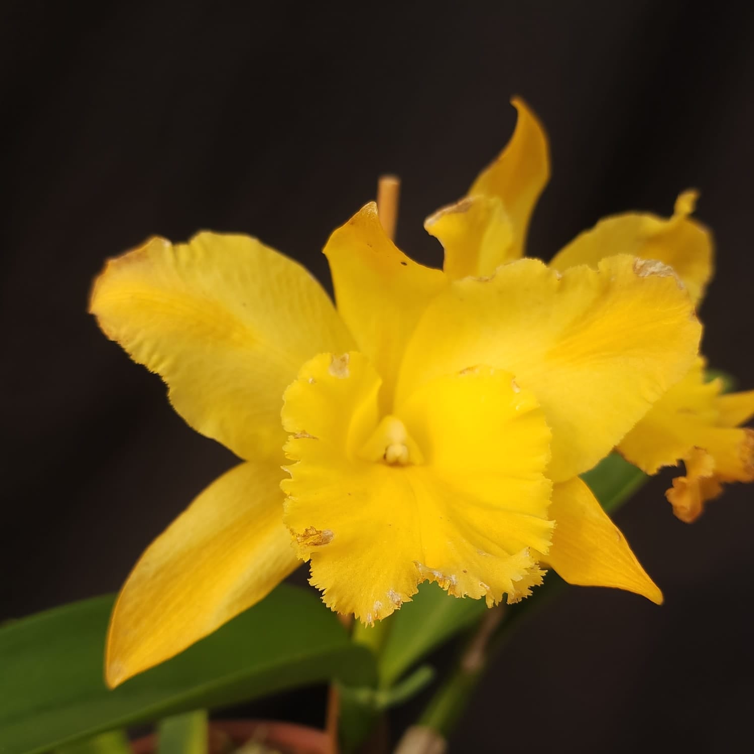 BLC Golden Stripes | Orquídea Amarela
