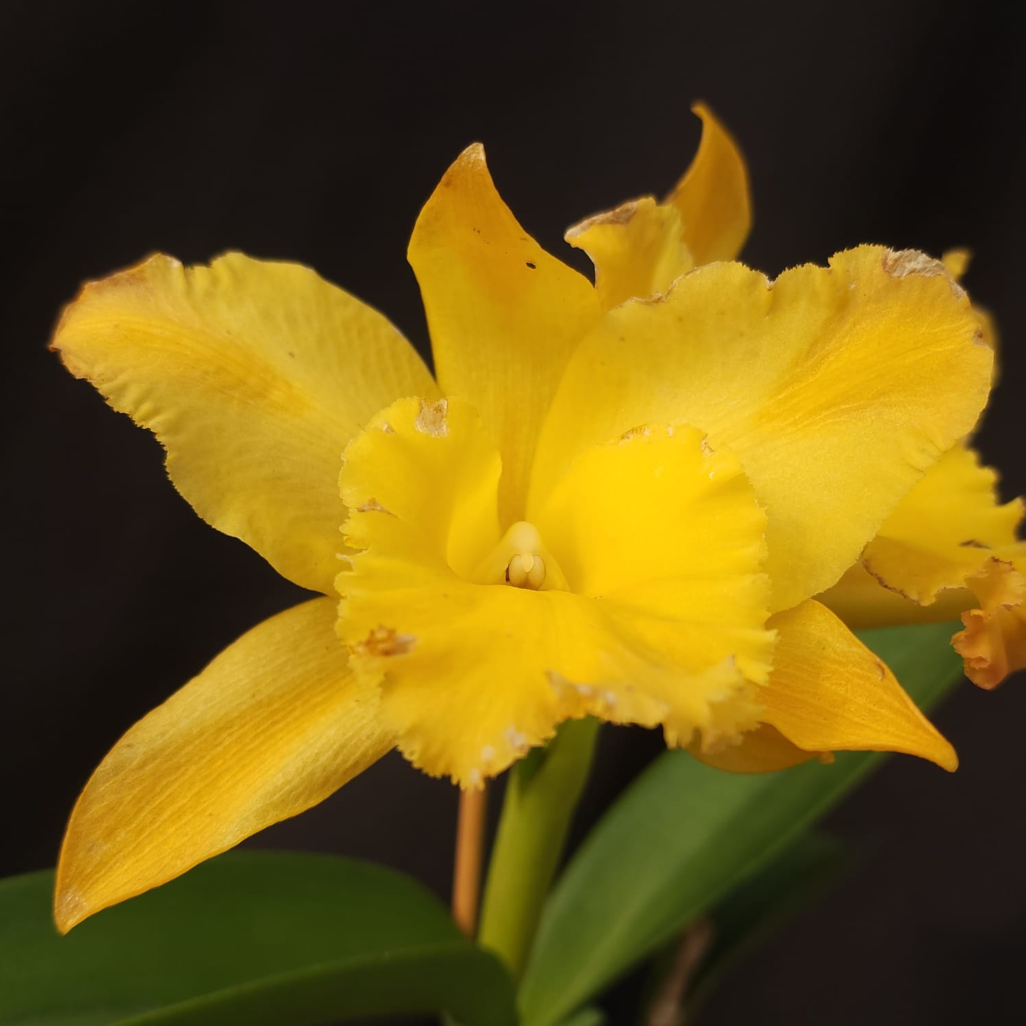 BLC Golden Stripes | Orquídea Amarela