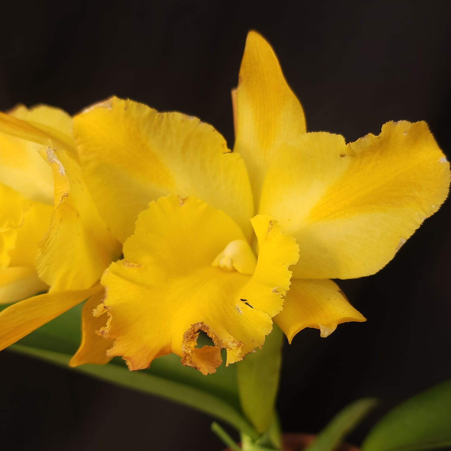 BLC Golden Stripes | Orquídea Amarela