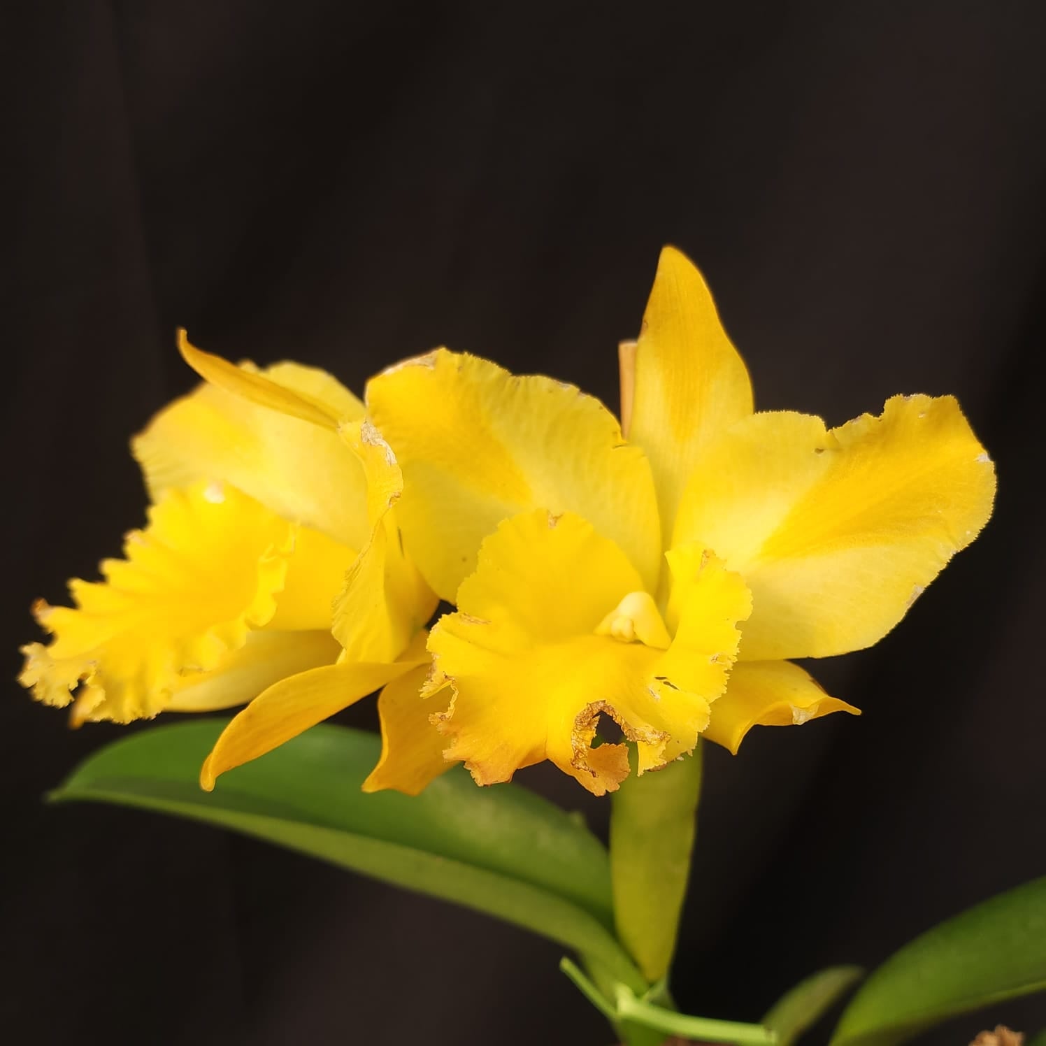 BLC Golden Stripes | Orquídea Amarela