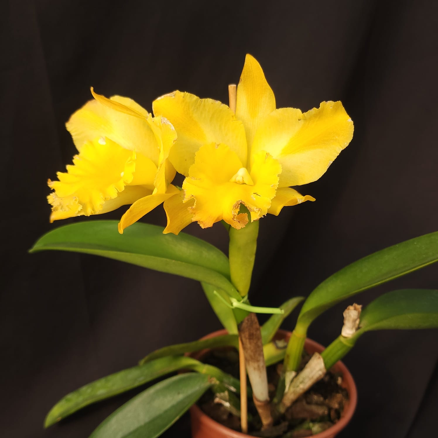 BLC Golden Stripes | Orquídea Amarela