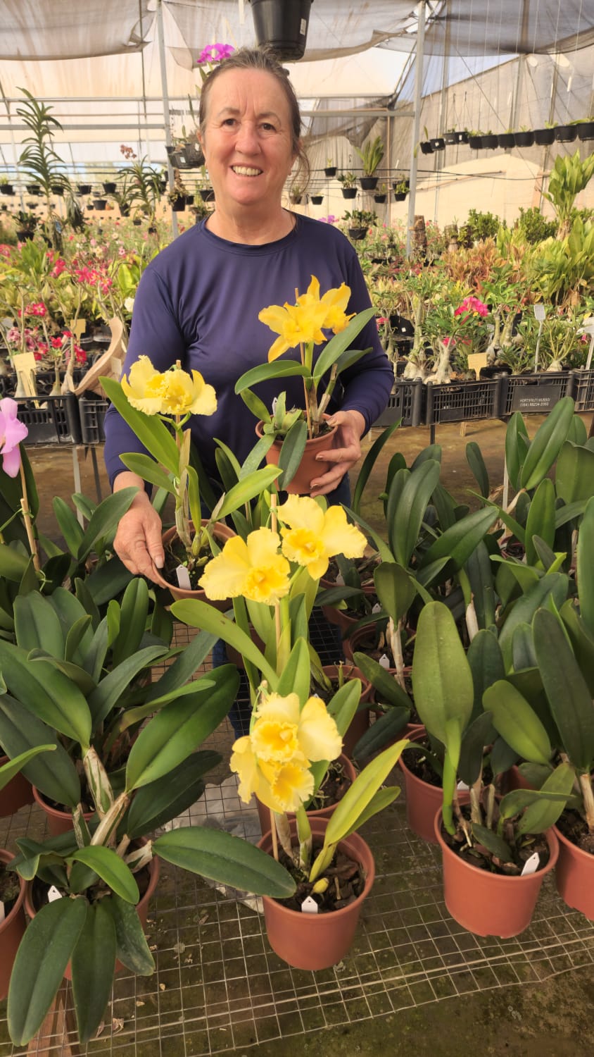 BLC Golden Stripes | Orquídea Amarela