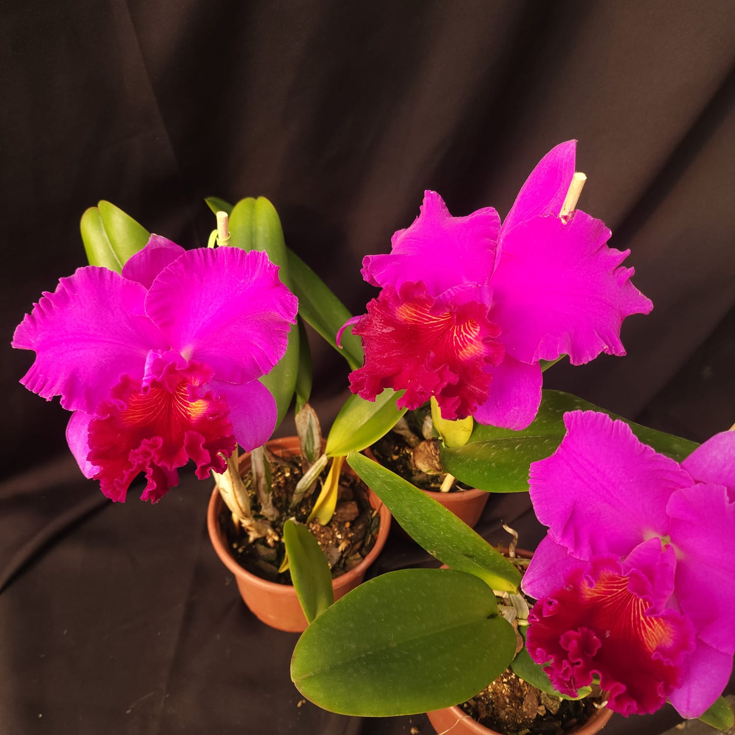 BLC Montana Spirit X Mishima monarch | Orquídea