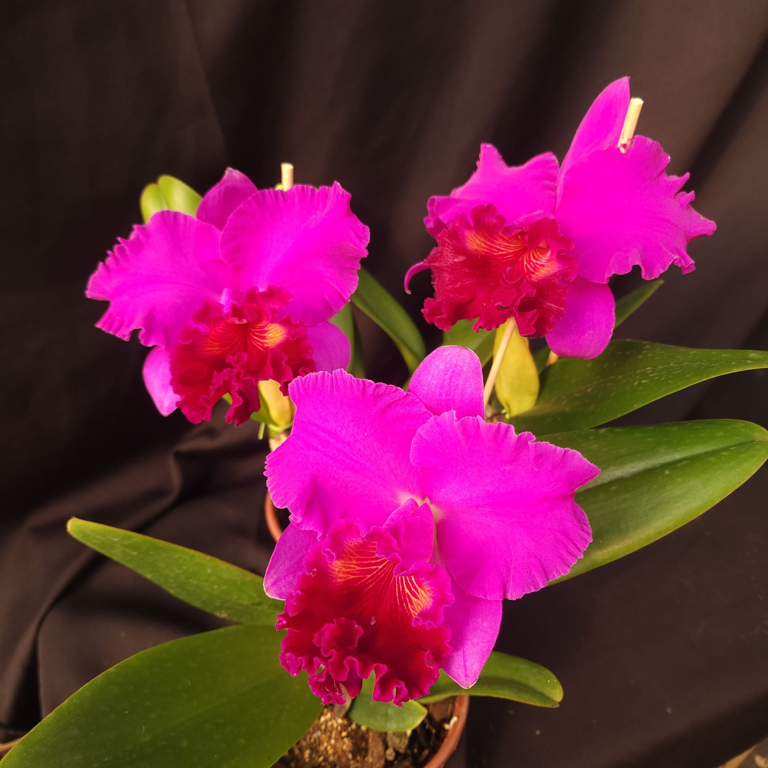 BLC Montana Spirit X Mishima monarch | Orquídea