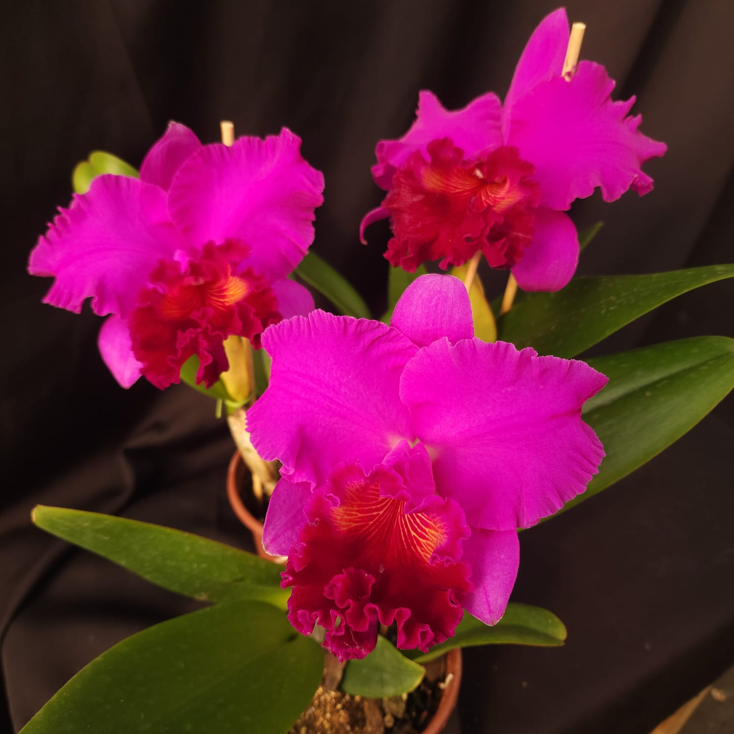 BLC Montana Spirit X Mishima monarch | Orquídea