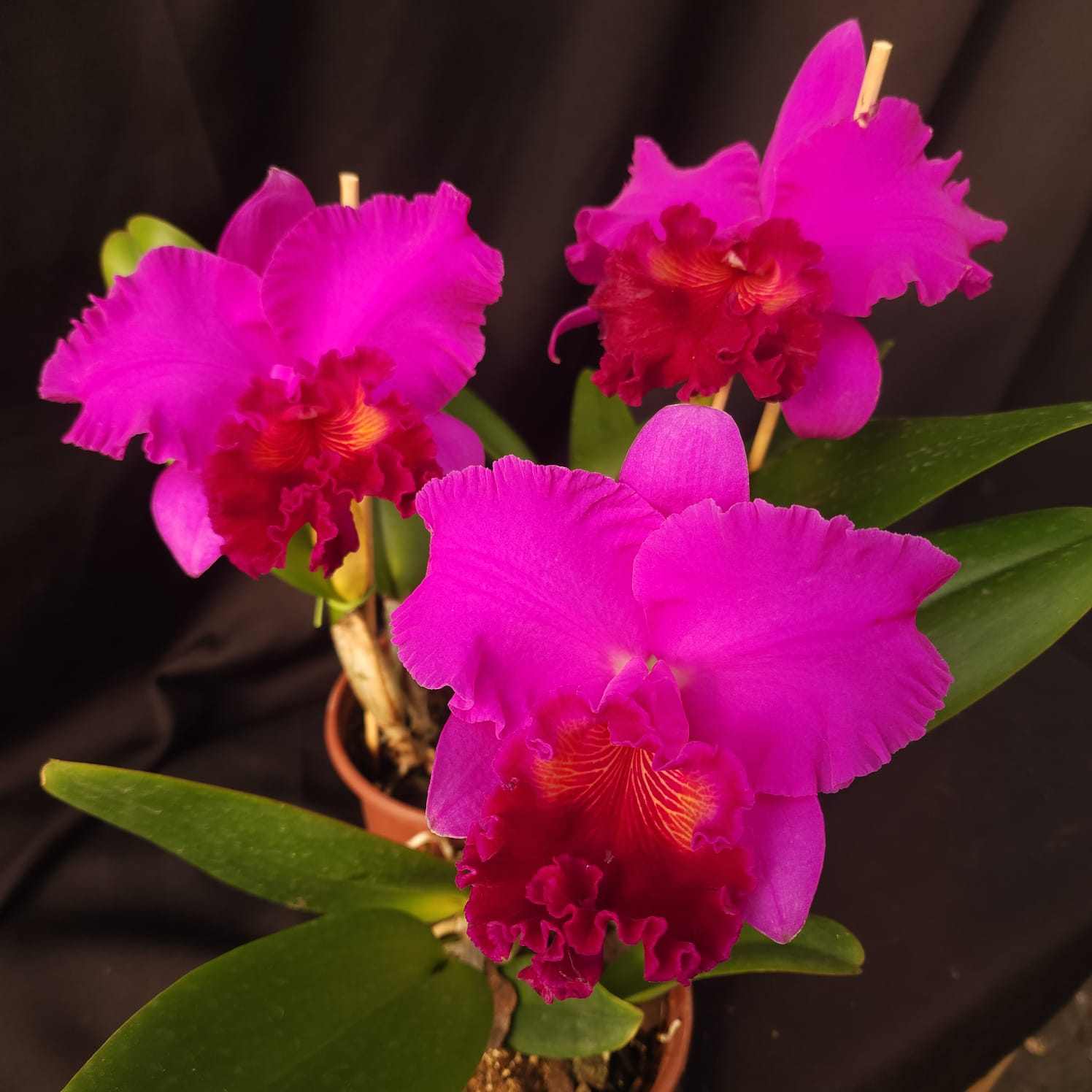BLC Montana Spirit X Mishima monarch | Orquídea