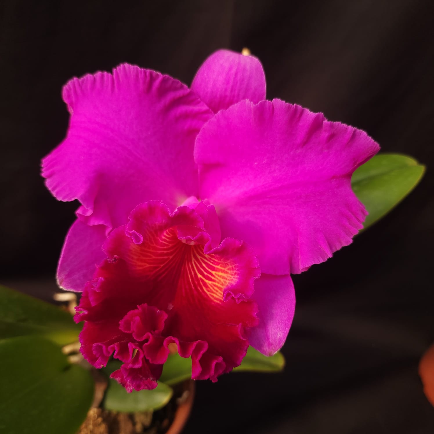 BLC Montana Spirit X Mishima monarch | Orquídea