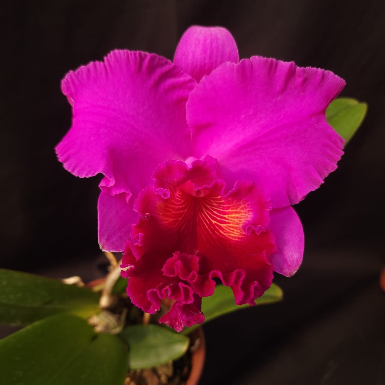 BLC Montana Spirit X Mishima monarch | Orquídea