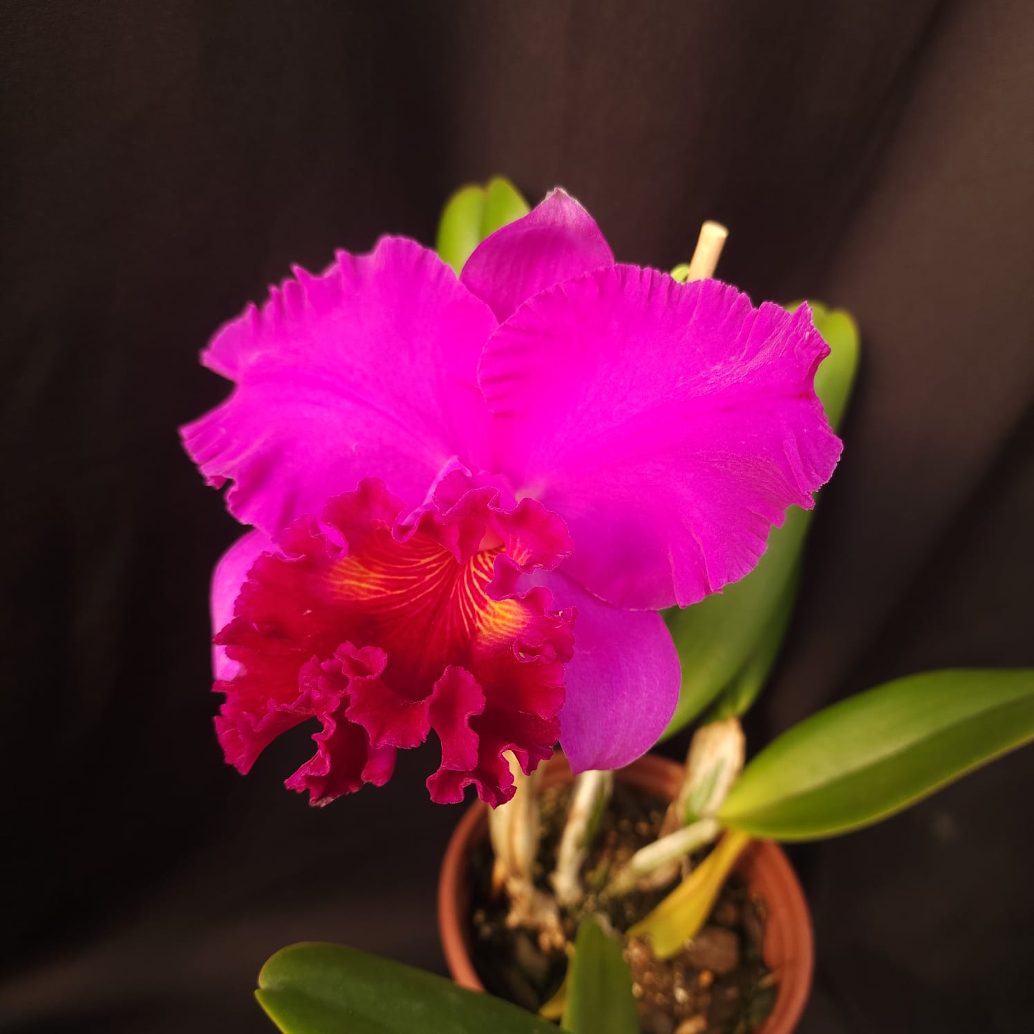 BLC Montana Spirit X Mishima monarch | Orquídea