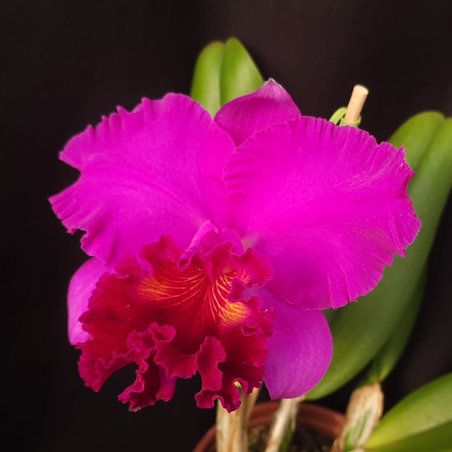 BLC Montana Spirit X Mishima monarch | Orquídea