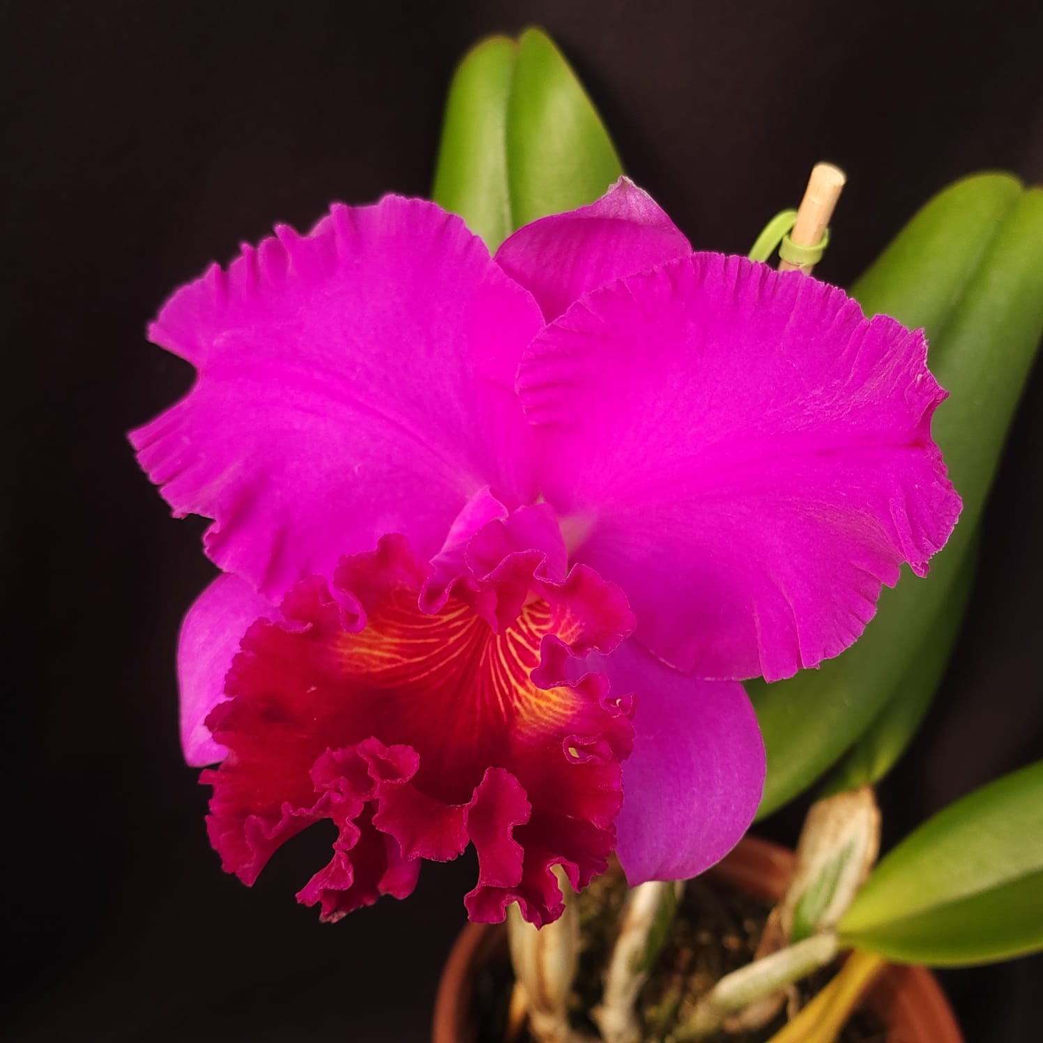 BLC Montana Spirit X Mishima monarch | Orquídea