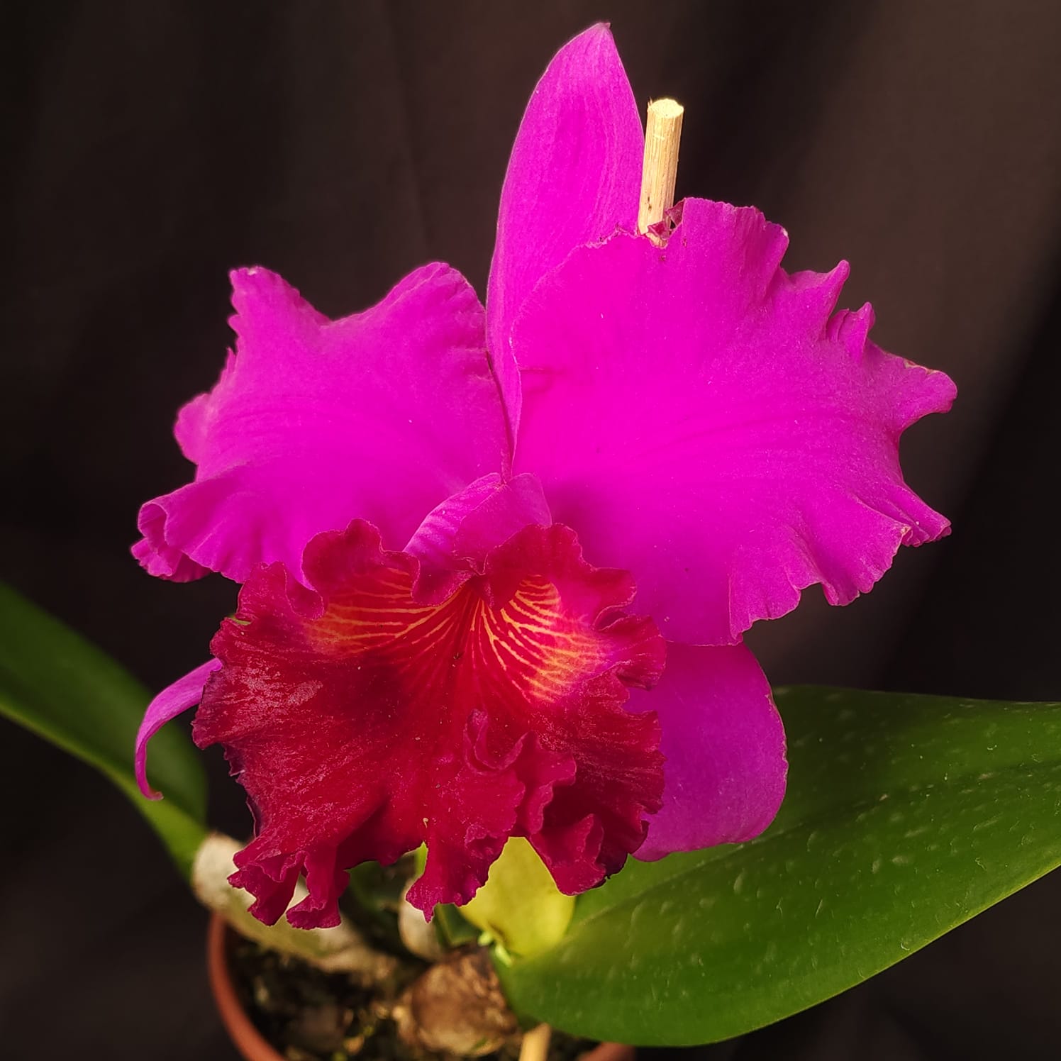 BLC Montana Spirit X Mishima monarch | Orquídea