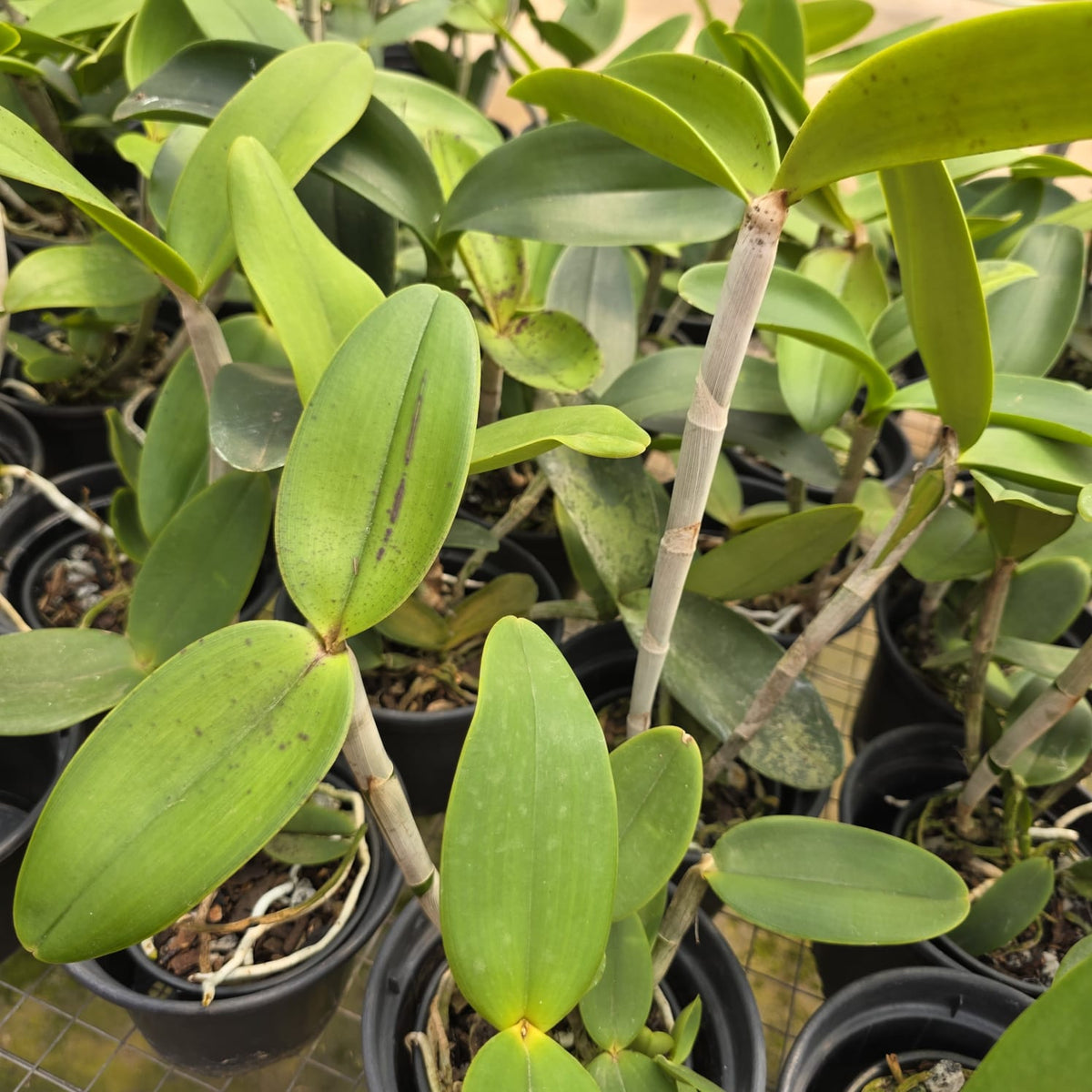 CATTLEYA AMETHYSTOGLOSSA TIPO | ORQUÍDEA
