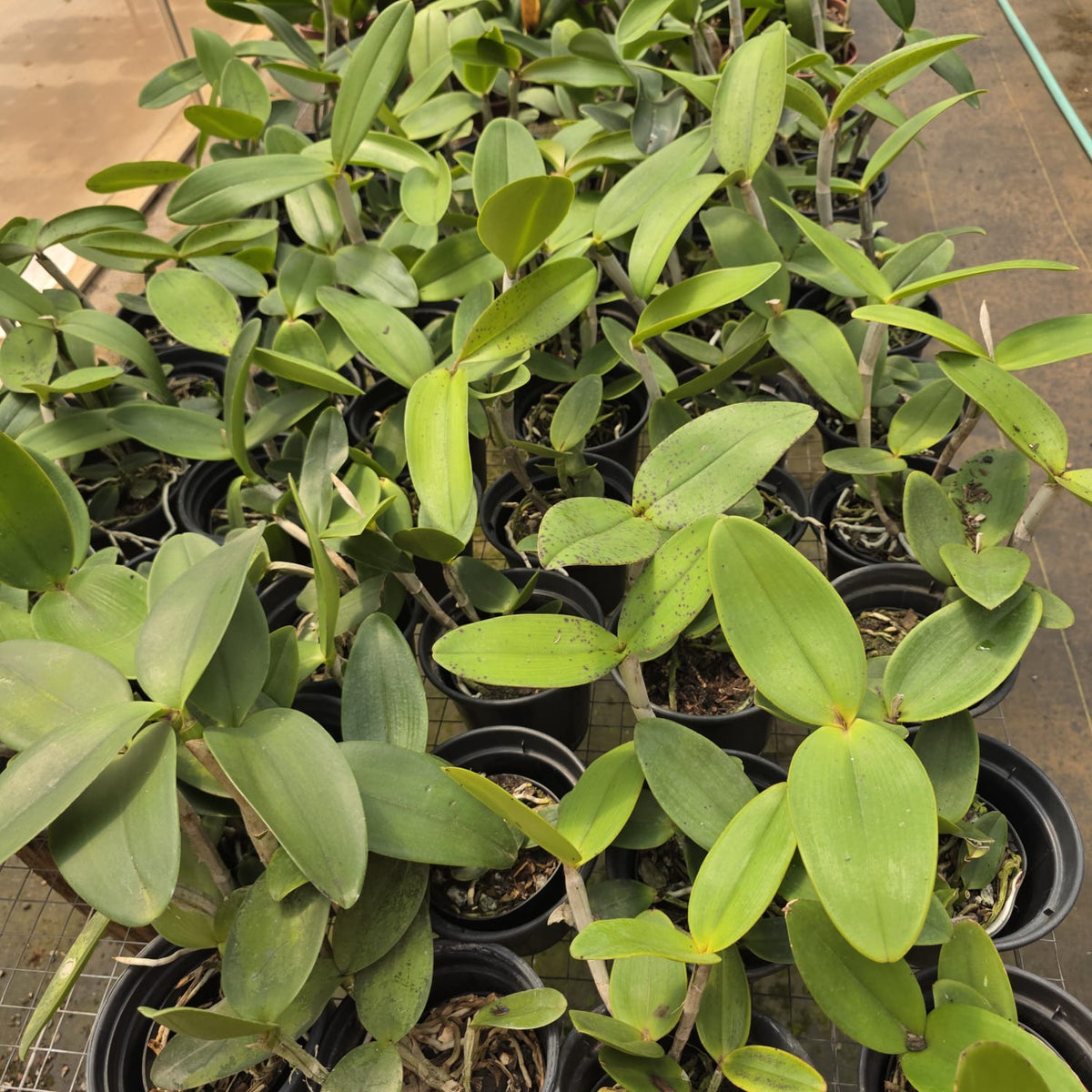 CATTLEYA AMETHYSTOGLOSSA TIPO | ORQUÍDEA
