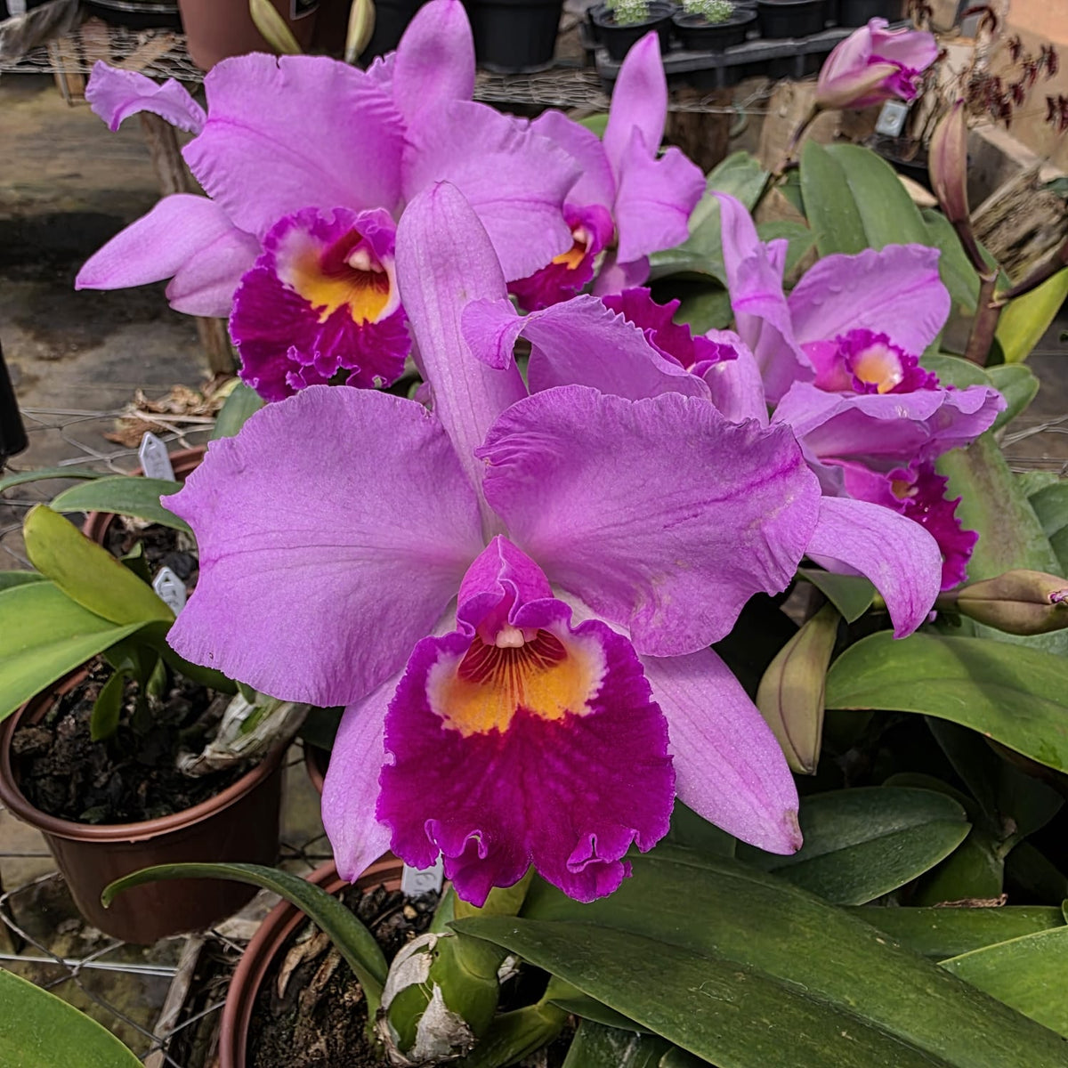 BLC IRENE FINNEY | Orquídea Rosa Lilás