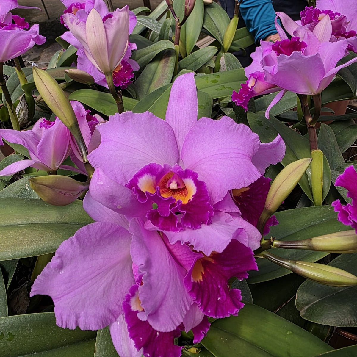 BLC IRENE FINNEY | Orquídea Rosa Lilás