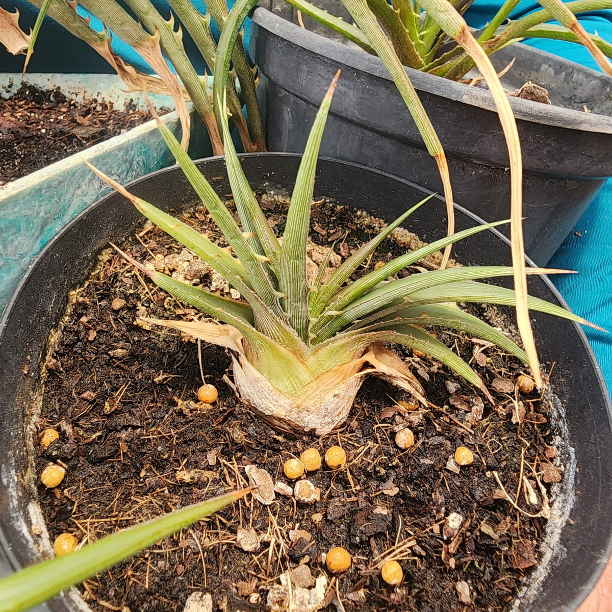 BROMELIA DYCKIA ESTEVESII