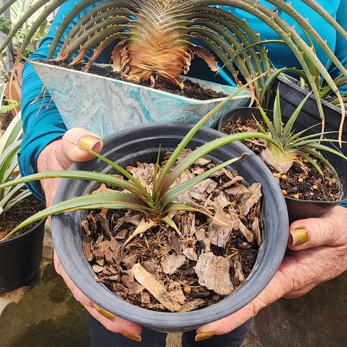 BROMELIA DYCKIA ESTEVESII