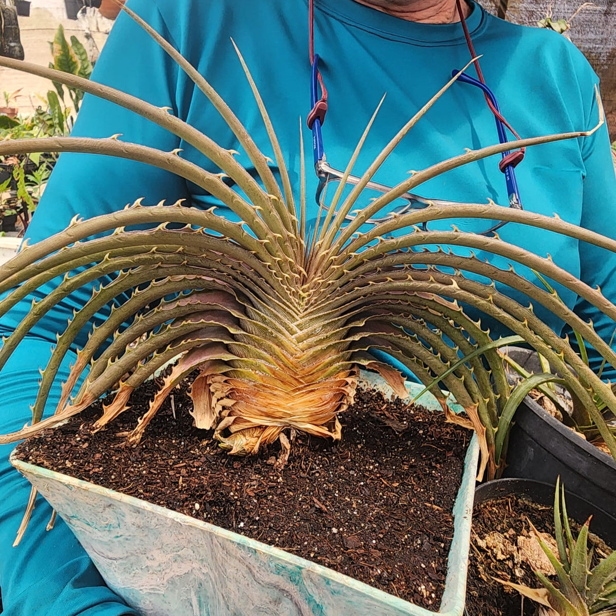 BROMELIA DYCKIA ESTEVESII