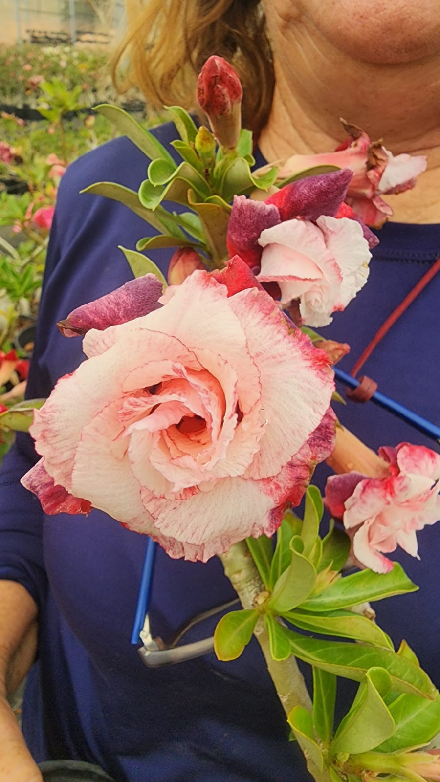 ROSA DO DESERTO VERBENA | MULTIPÉTALAS
