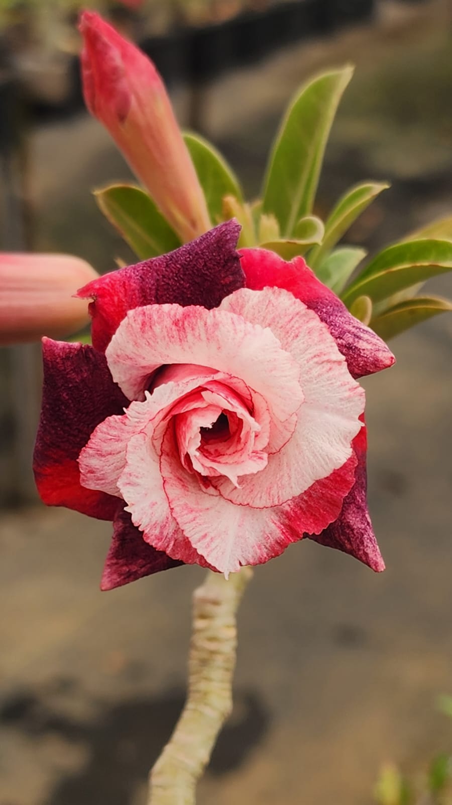 ROSA DO DESERTO VERBENA | MULTIPÉTALAS