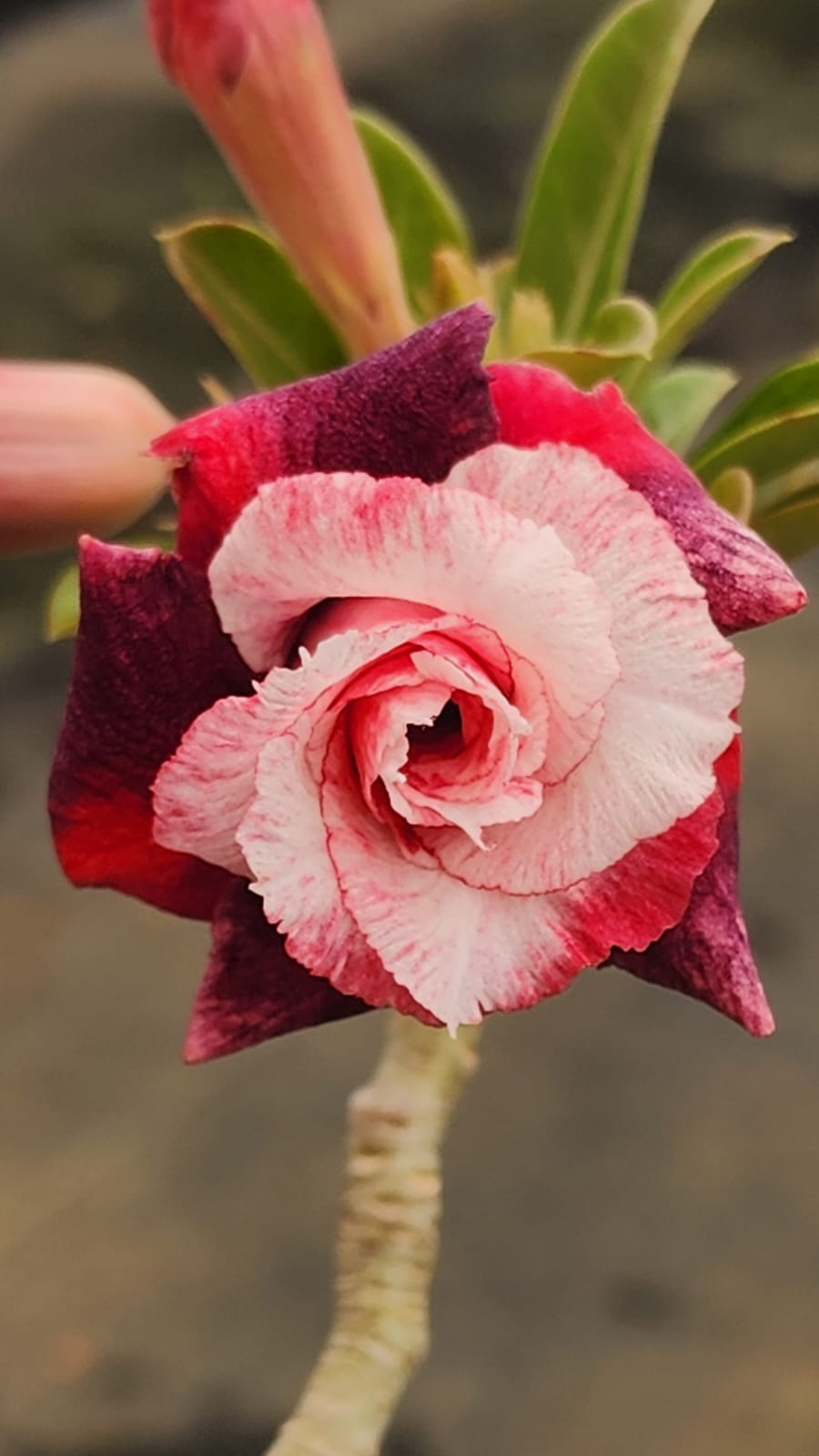 ROSA DO DESERTO VERBENA | MULTIPÉTALAS