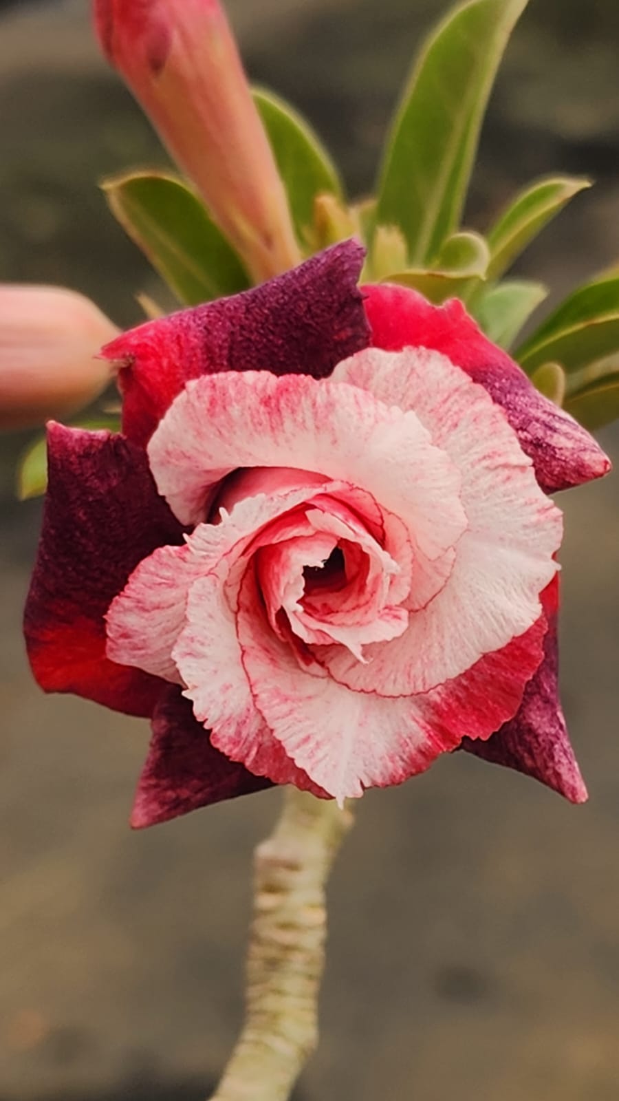 ROSA DO DESERTO VERBENA | MULTIPÉTALAS