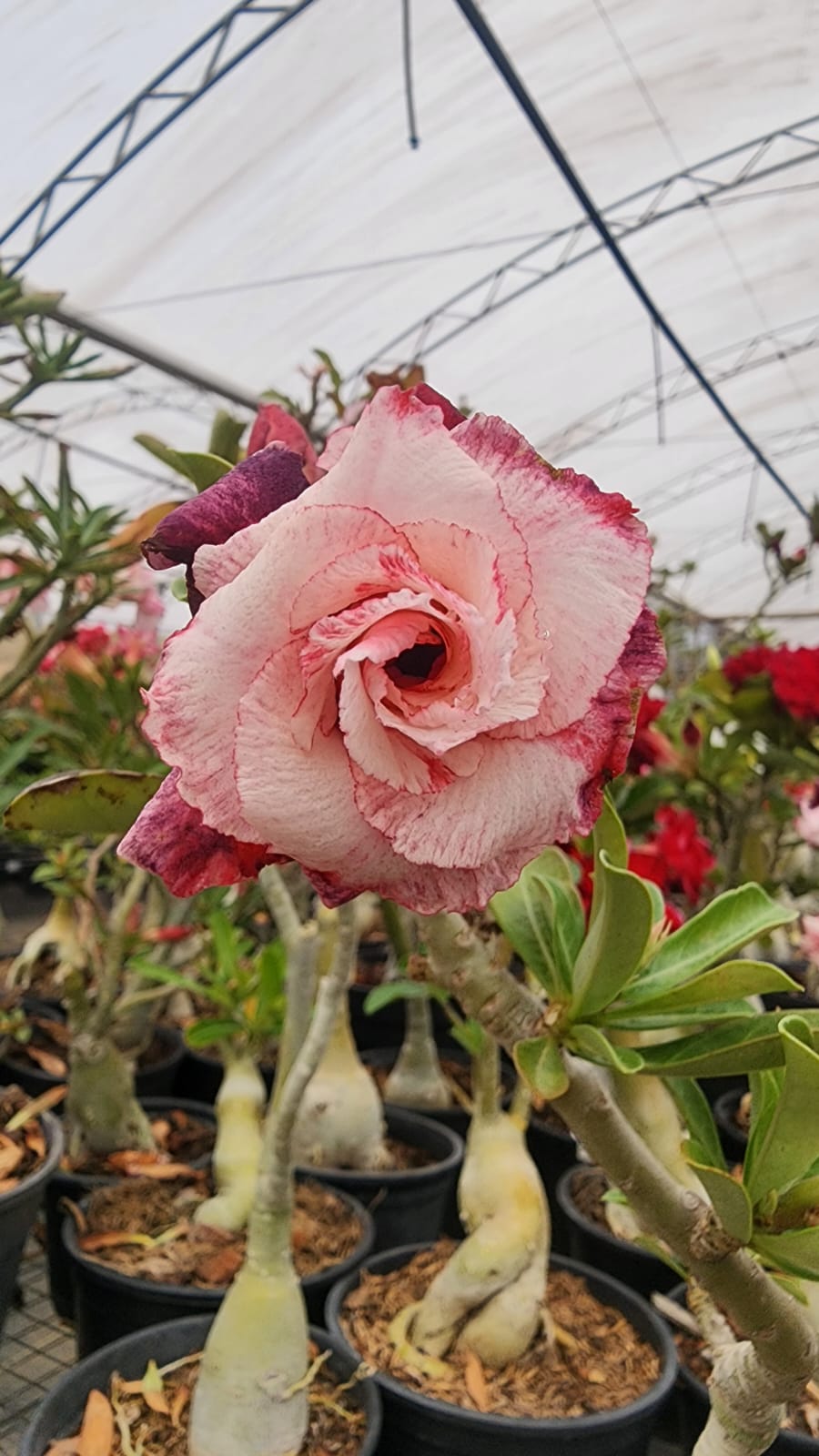ROSA DO DESERTO VERBENA | MULTIPÉTALAS