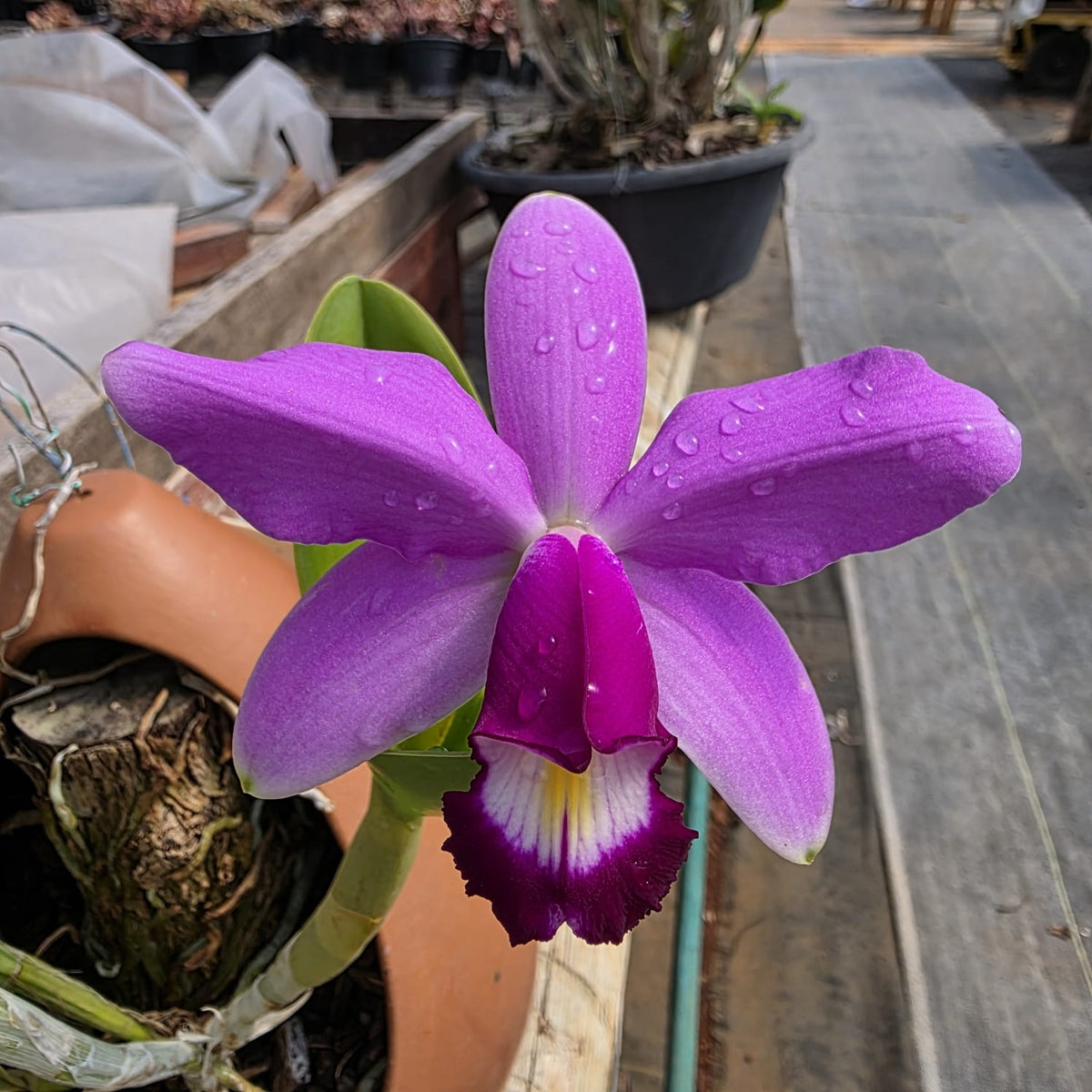 CATTLEYA VIOLACEA | ORQUÍDEA