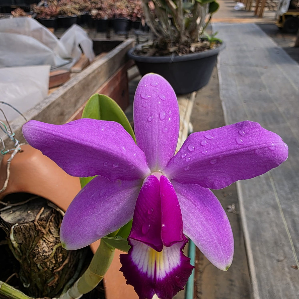 CATTLEYA VIOLACEA | ORQUÍDEA