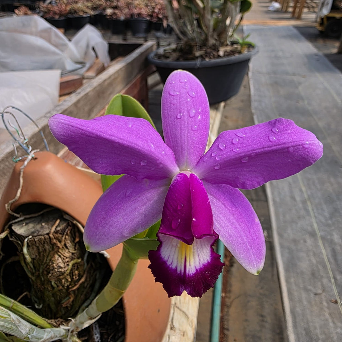 CATTLEYA VIOLACEA | ORQUÍDEA