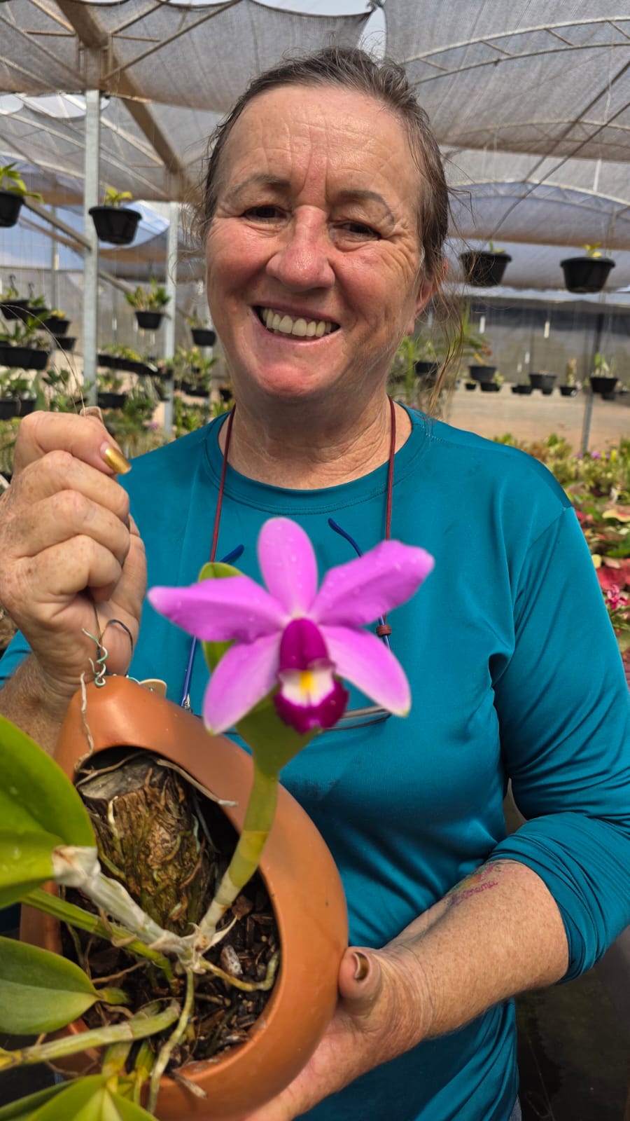 CATTLEYA VIOLACEA | ORQUÍDEA