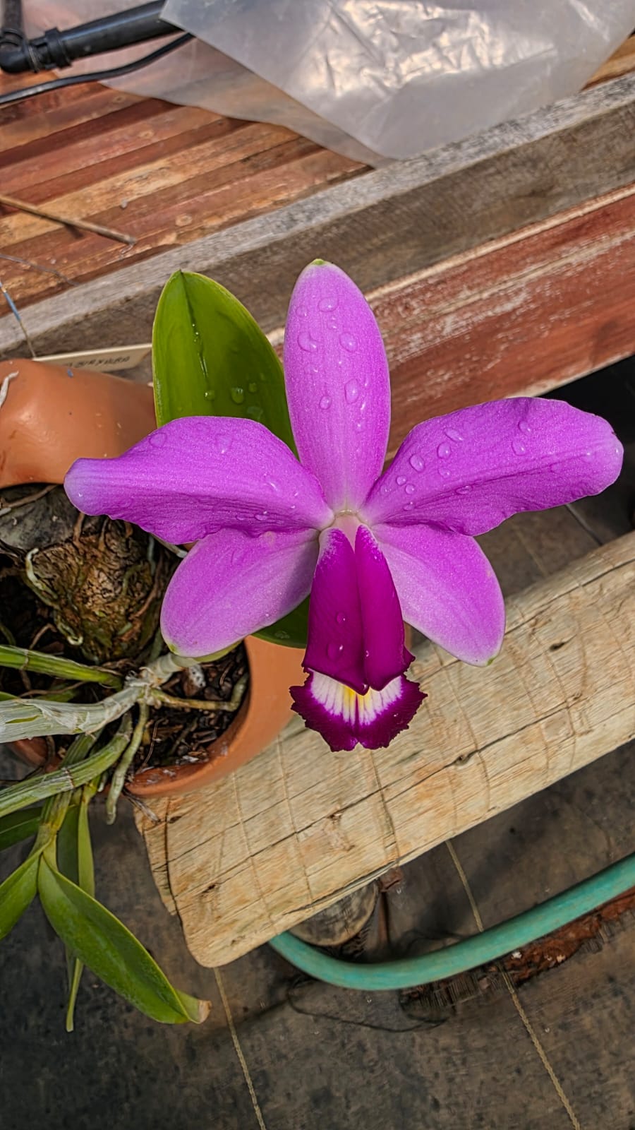CATTLEYA VIOLACEA | ORQUÍDEA