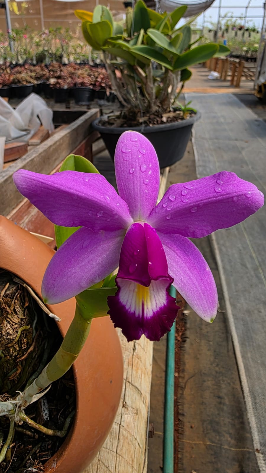 CATTLEYA VIOLACEA | ORQUÍDEA